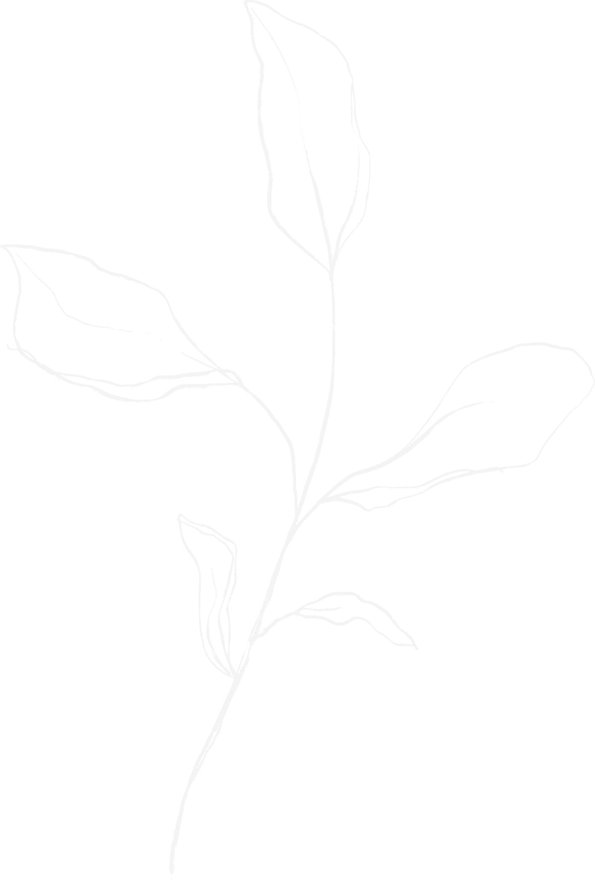 Outline of a flowering plant with multiple leaves and a central stem.