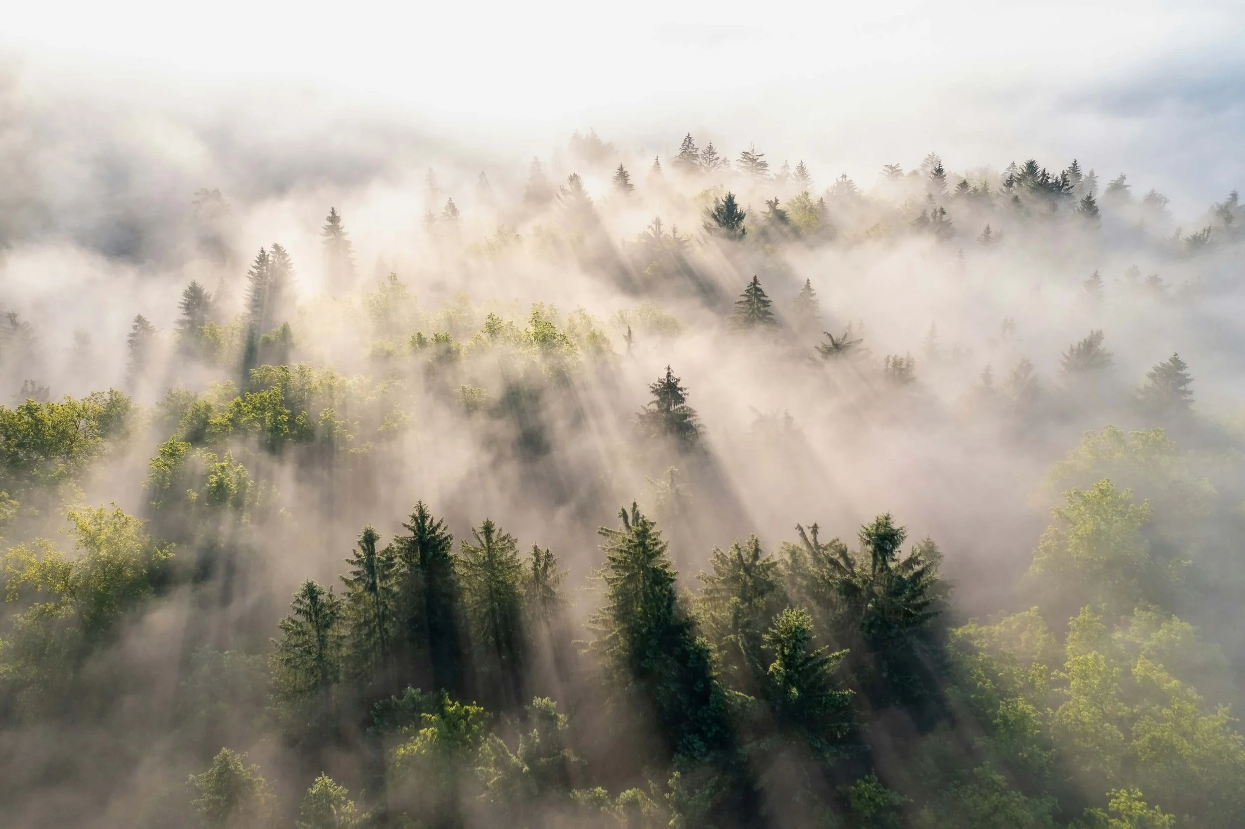 Aerial view of a forest with tall evergreen trees shrouded in mist and fog, with sunlight streaming through.