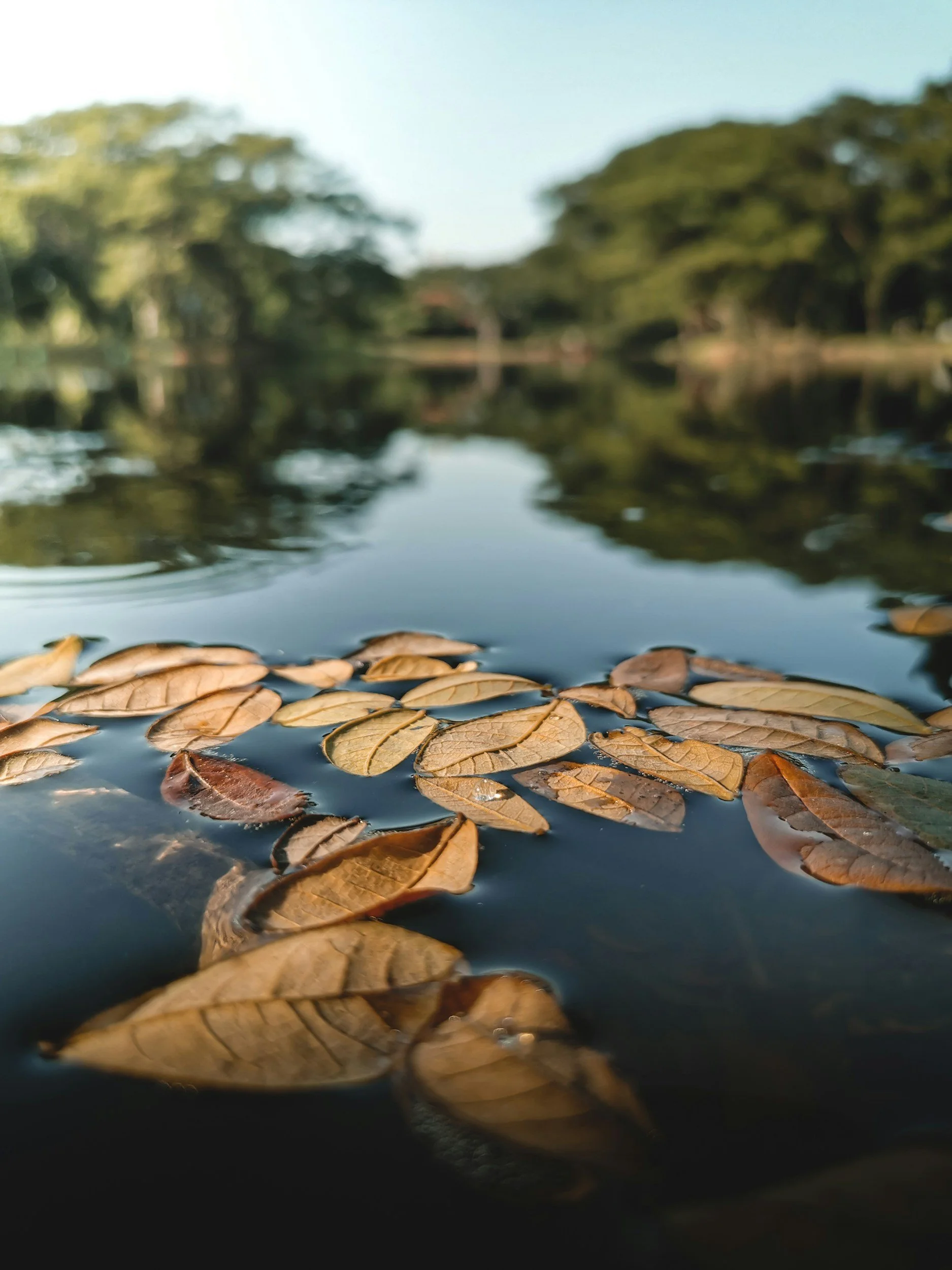 A close-up view of fallen leaves floating on a calm body of water with trees and a clear sky reflected in the water.