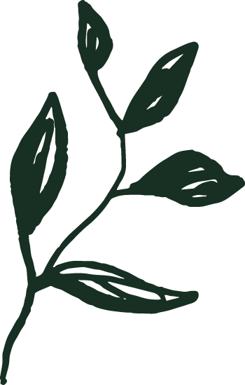 A simple dark green drawing of a plant with four leaves