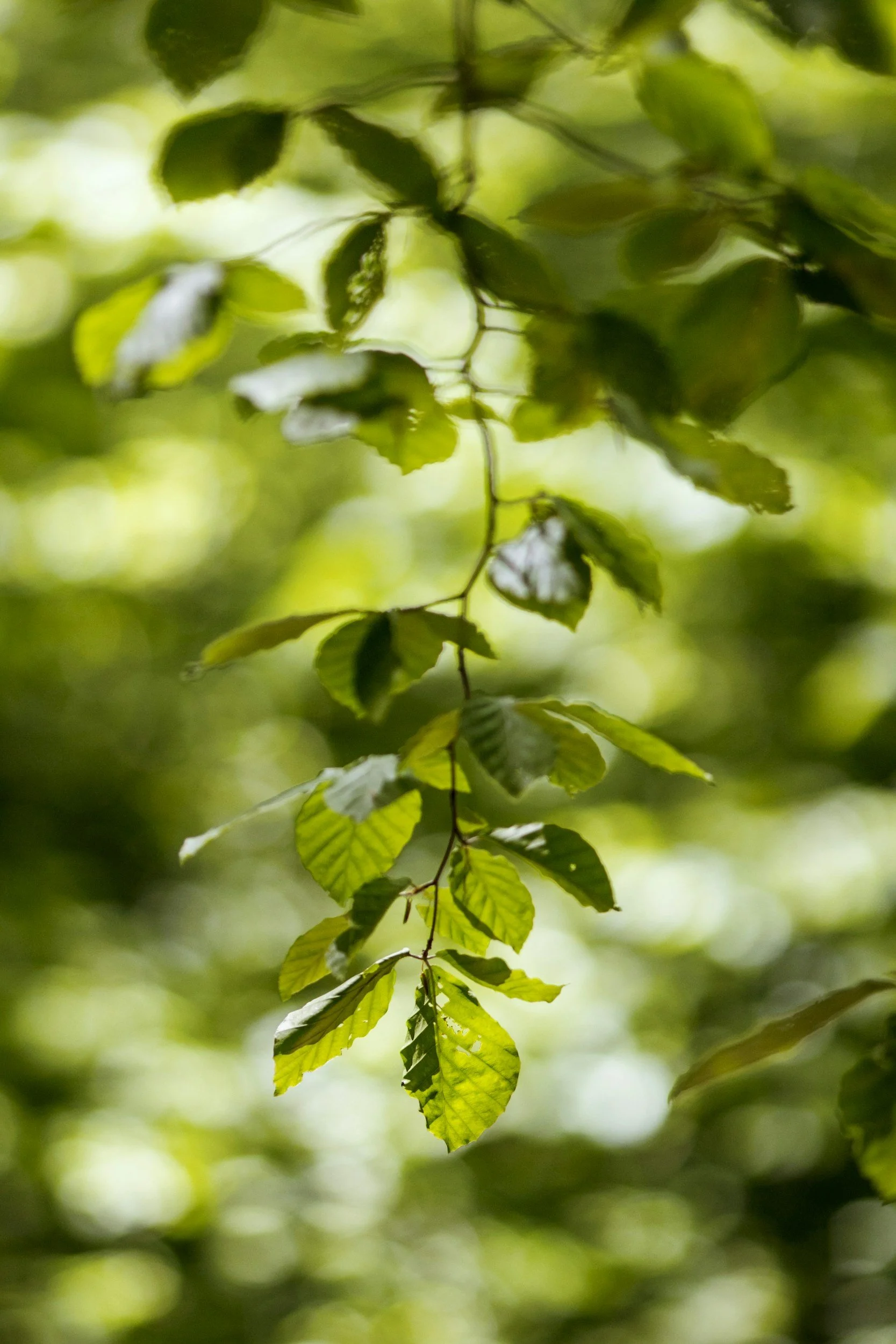 Close-up of green leaves hanging from a branch, with sunlight filtering through and a blurred background.