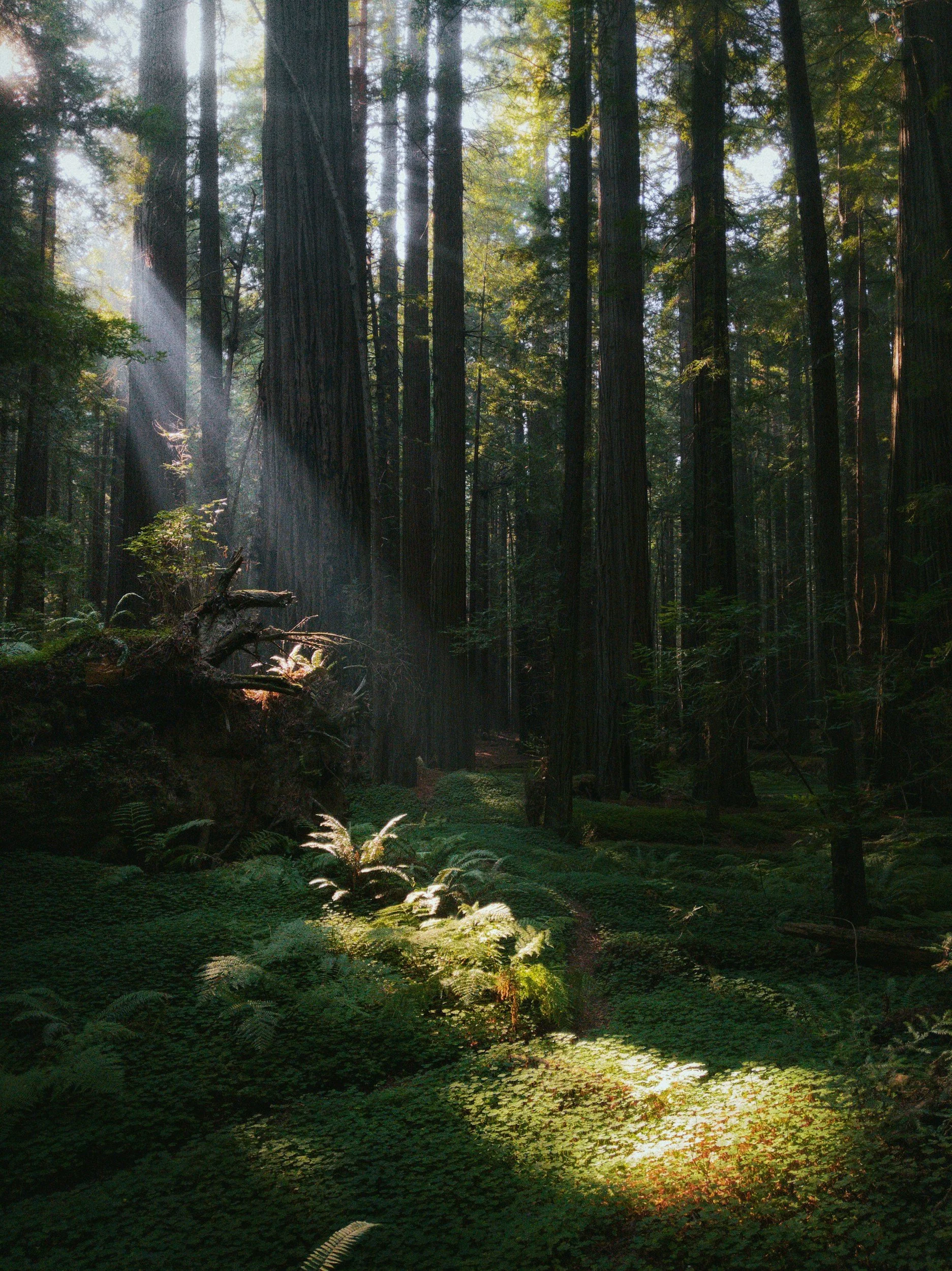 Sunlight filtering through tall trees in a dense forest, illuminating patches of ferns and ground cover.