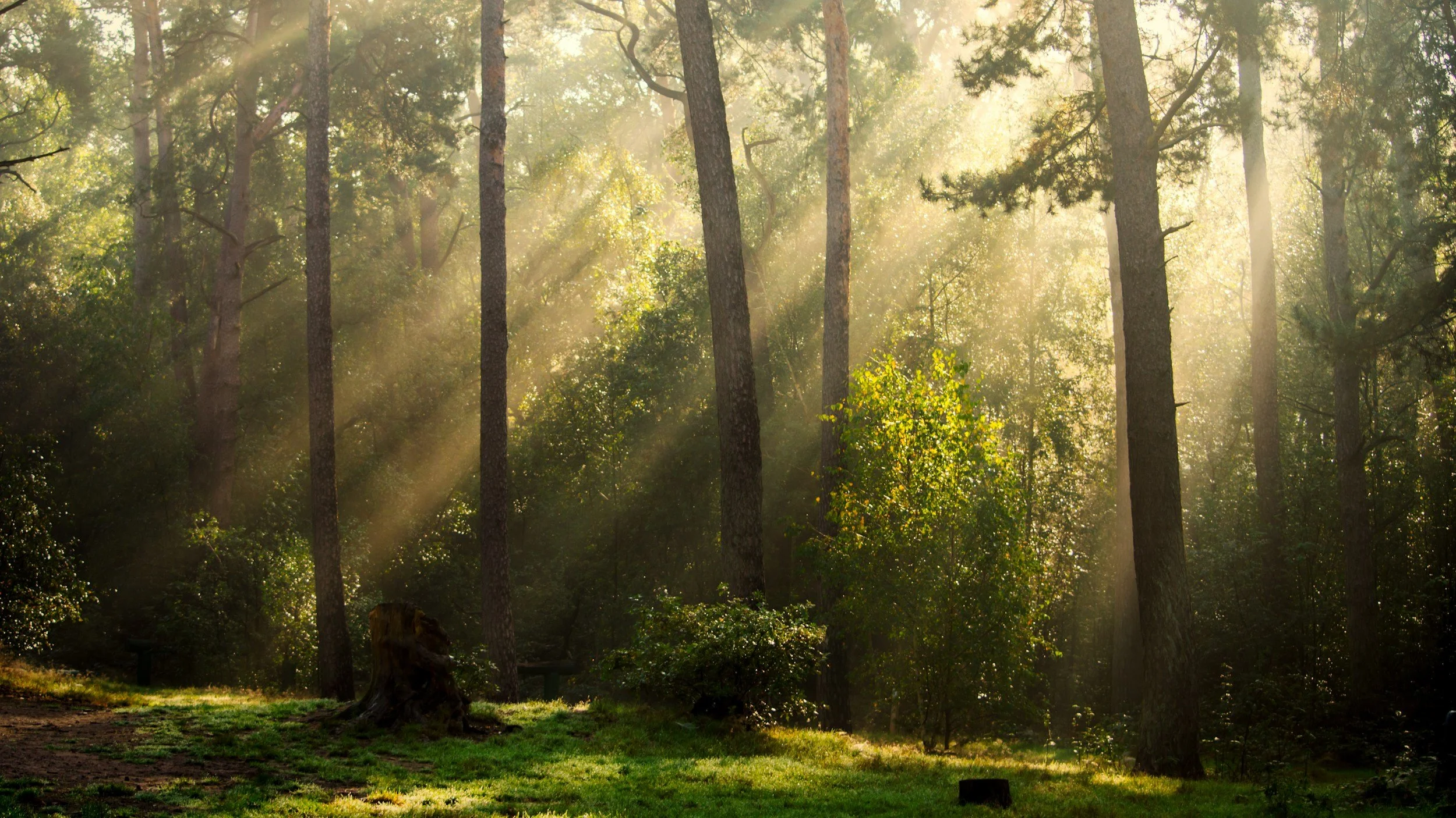 Sunlight filtering through tall trees in a forest, creating beams of light and illuminating the greenery.