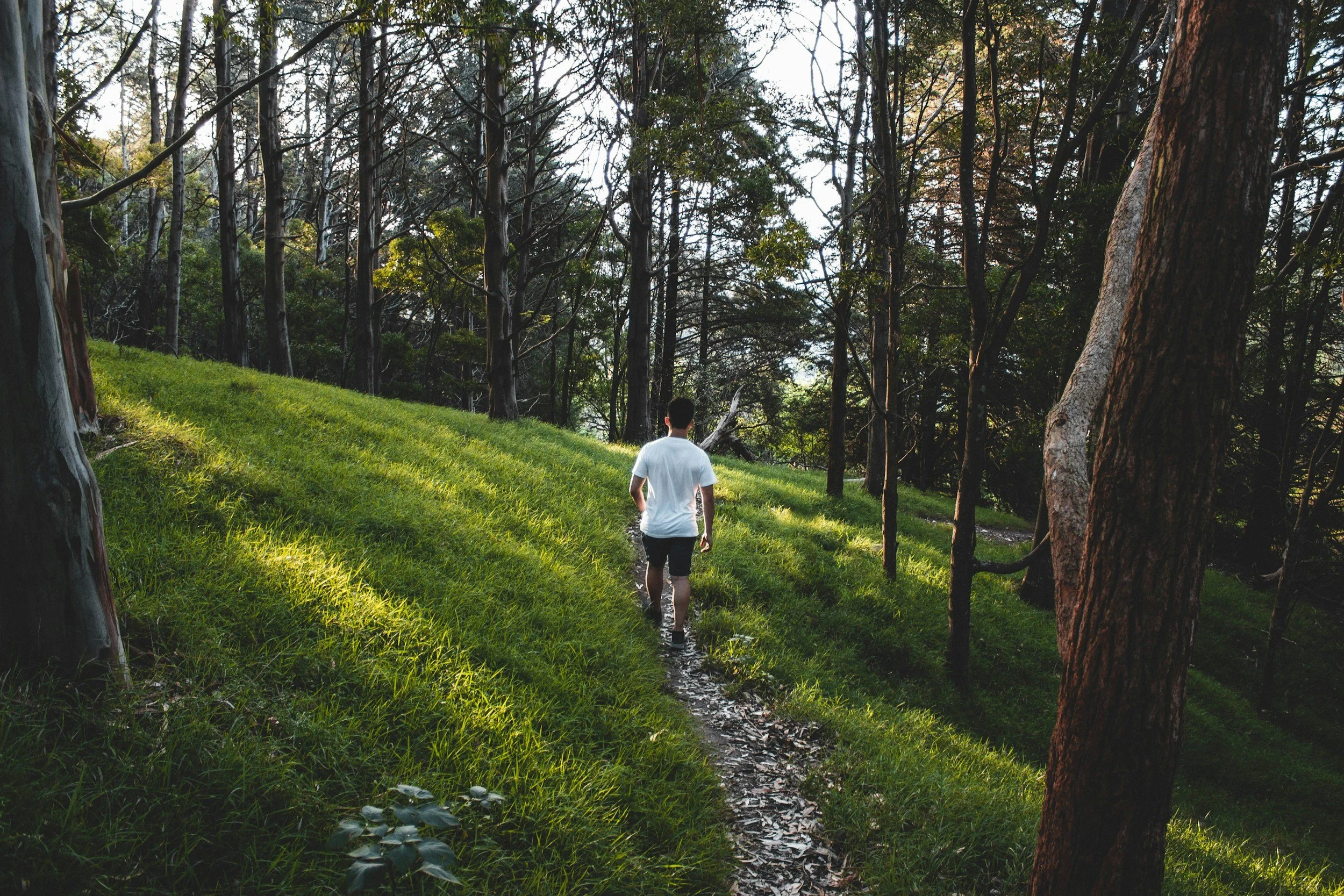 A person wearing a white shirt and dark shorts hiking on a narrow trail through a forest with tall trees and green grass, illuminated by sunlight.