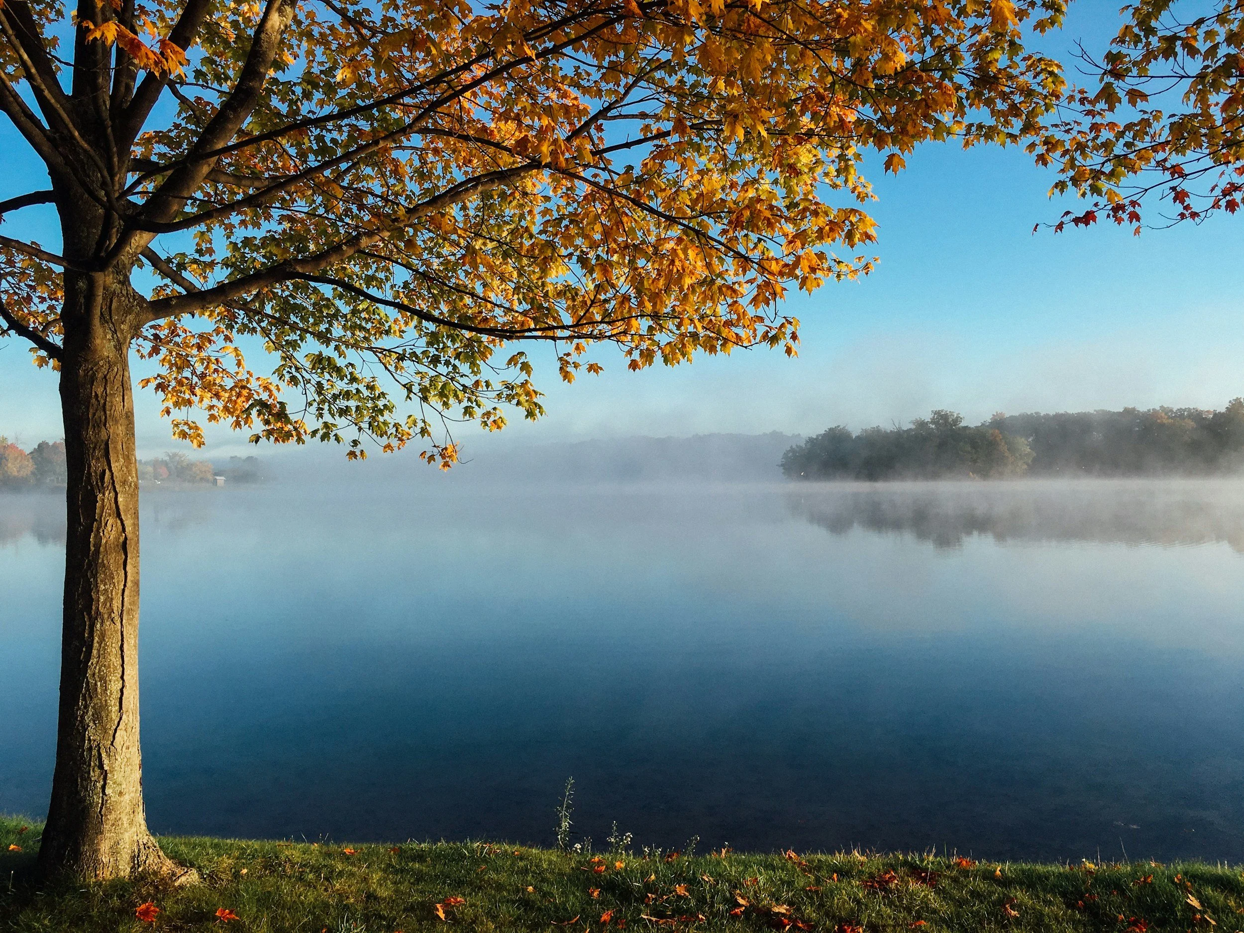 A tree with autumn-colored leaves near a misty lake during daytime.