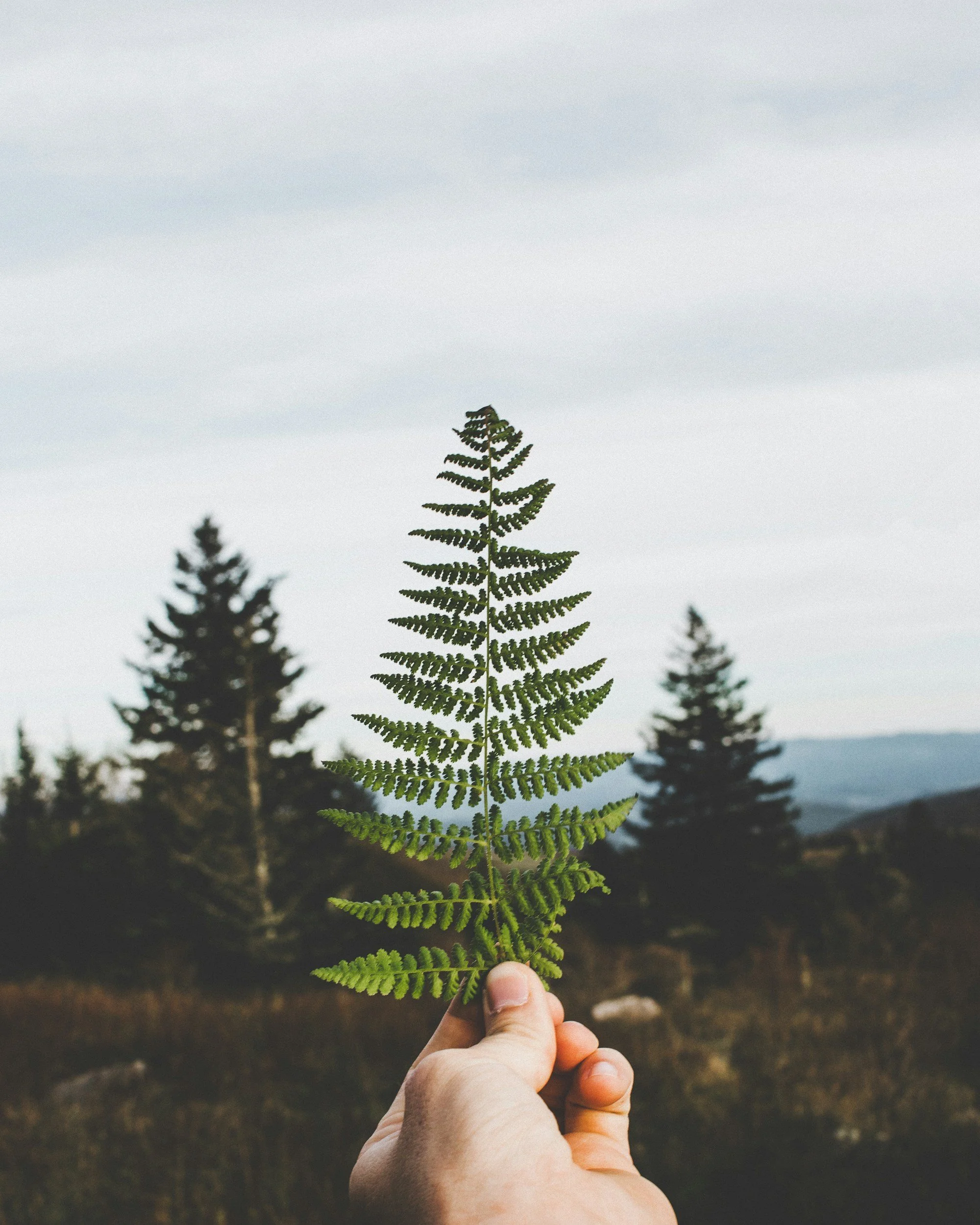 A hand holds a fern spring against a skyline with trees, mountains, and skies