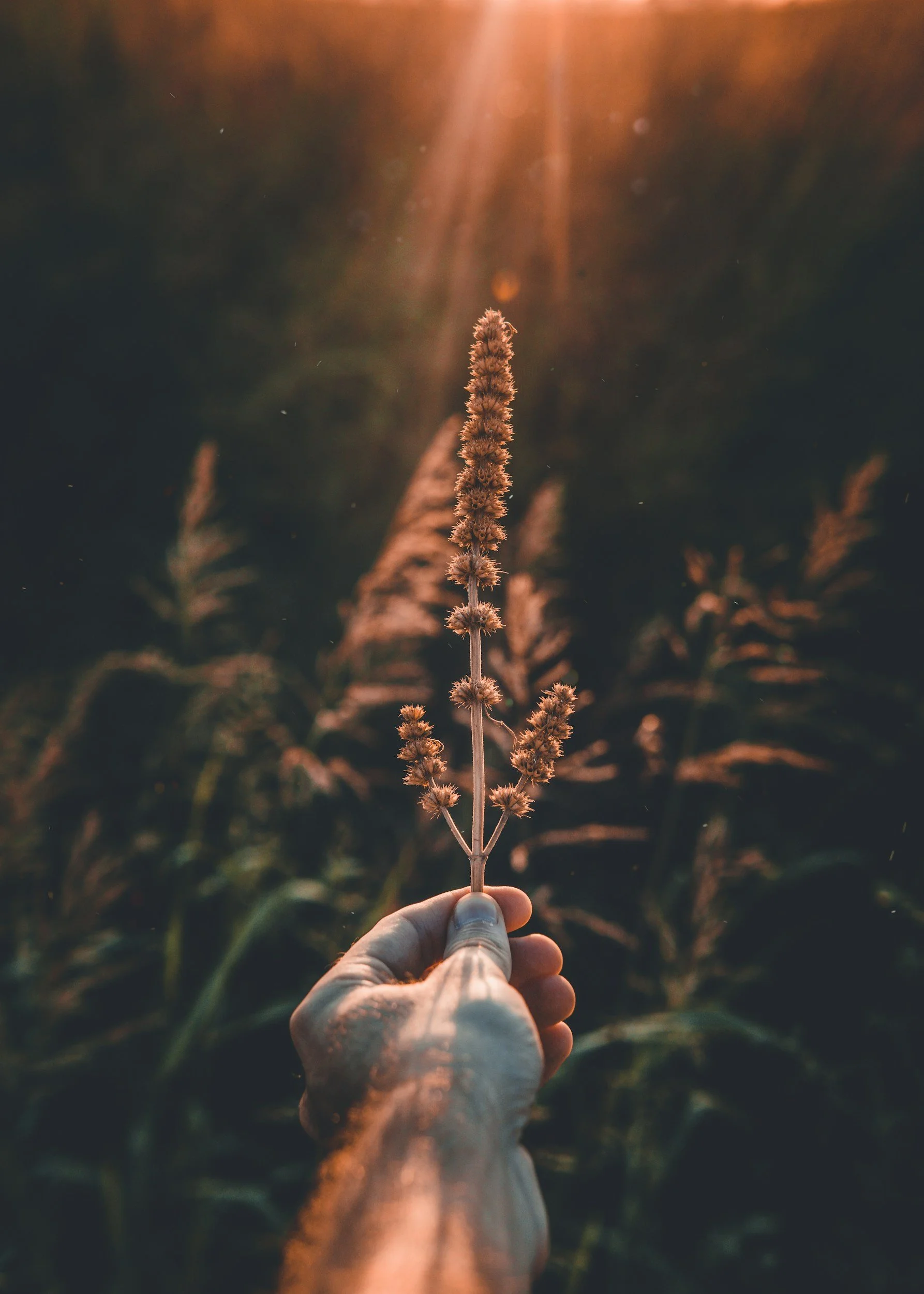 A hand holding up a brown plant sprig