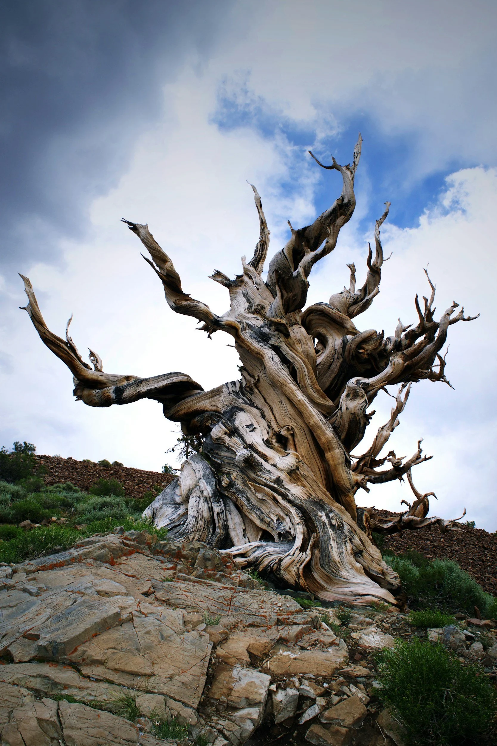 A large, twisted, dead tree with gnarled branches and weathered bark stands against a partly cloudy sky, with some greenery and rocks at the base.