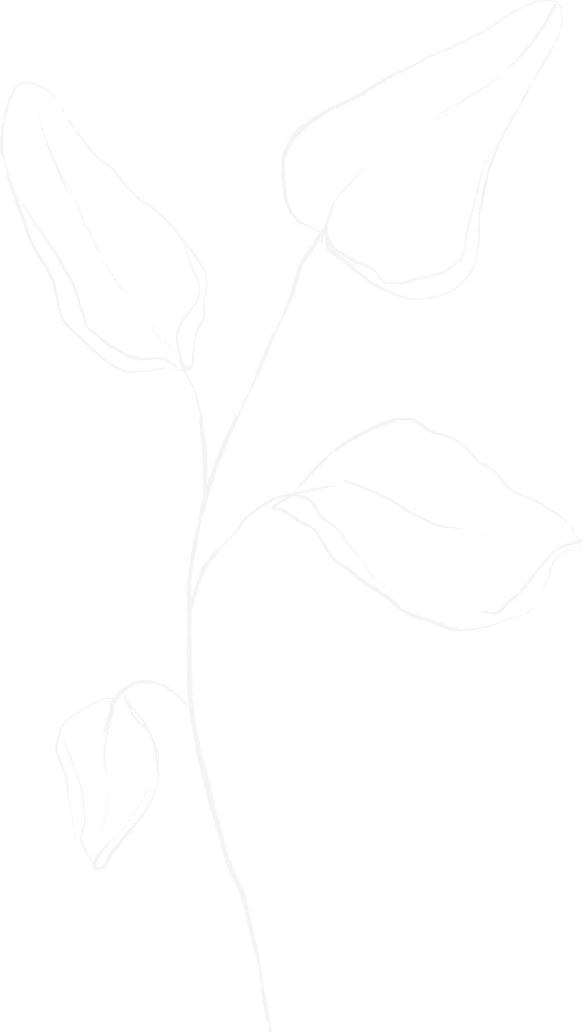 A minimalist white illustration of a plant with three leaves on a curved stem.