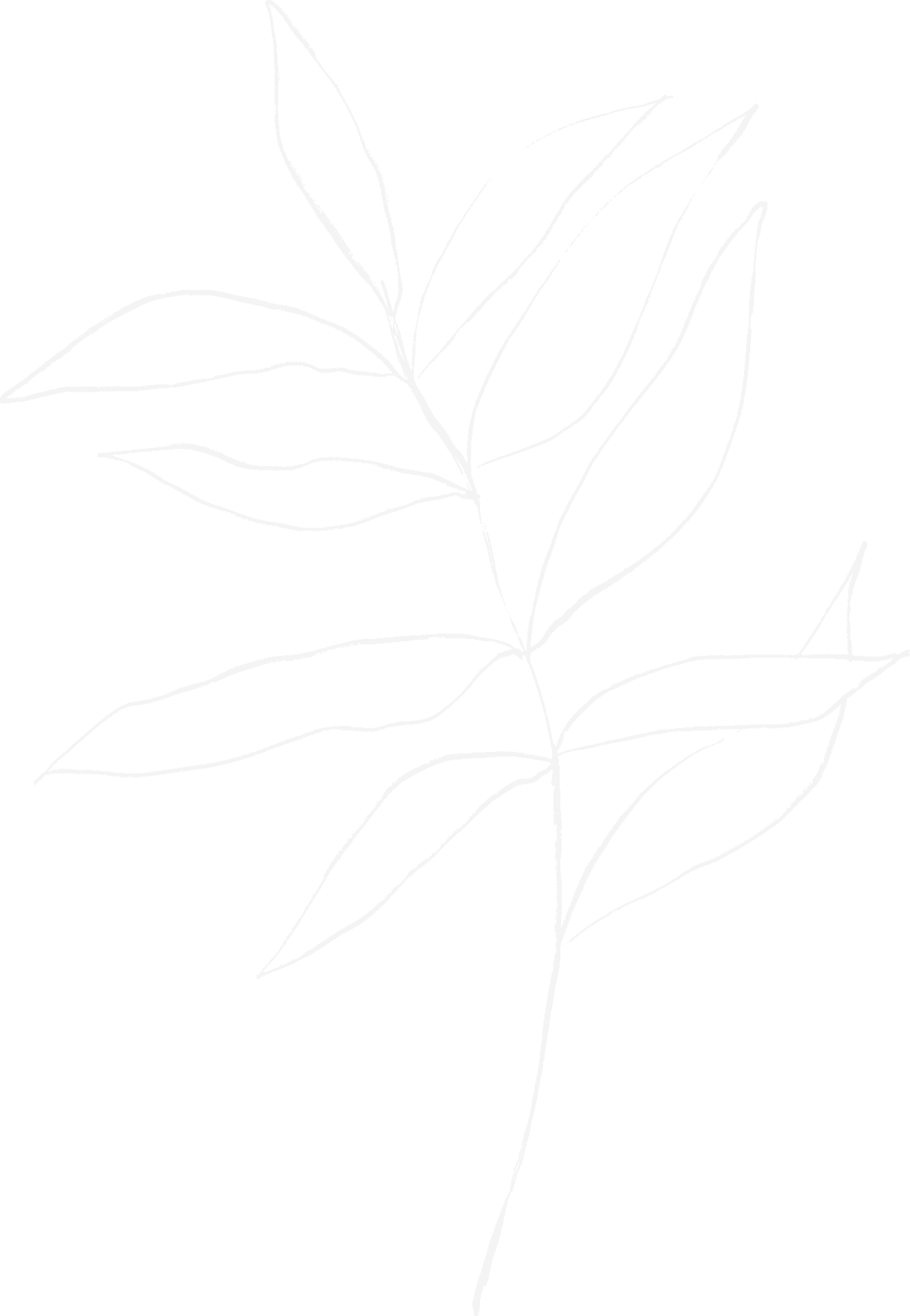 Line drawing of a leafless branch with multiple elongated leaves on a black background.