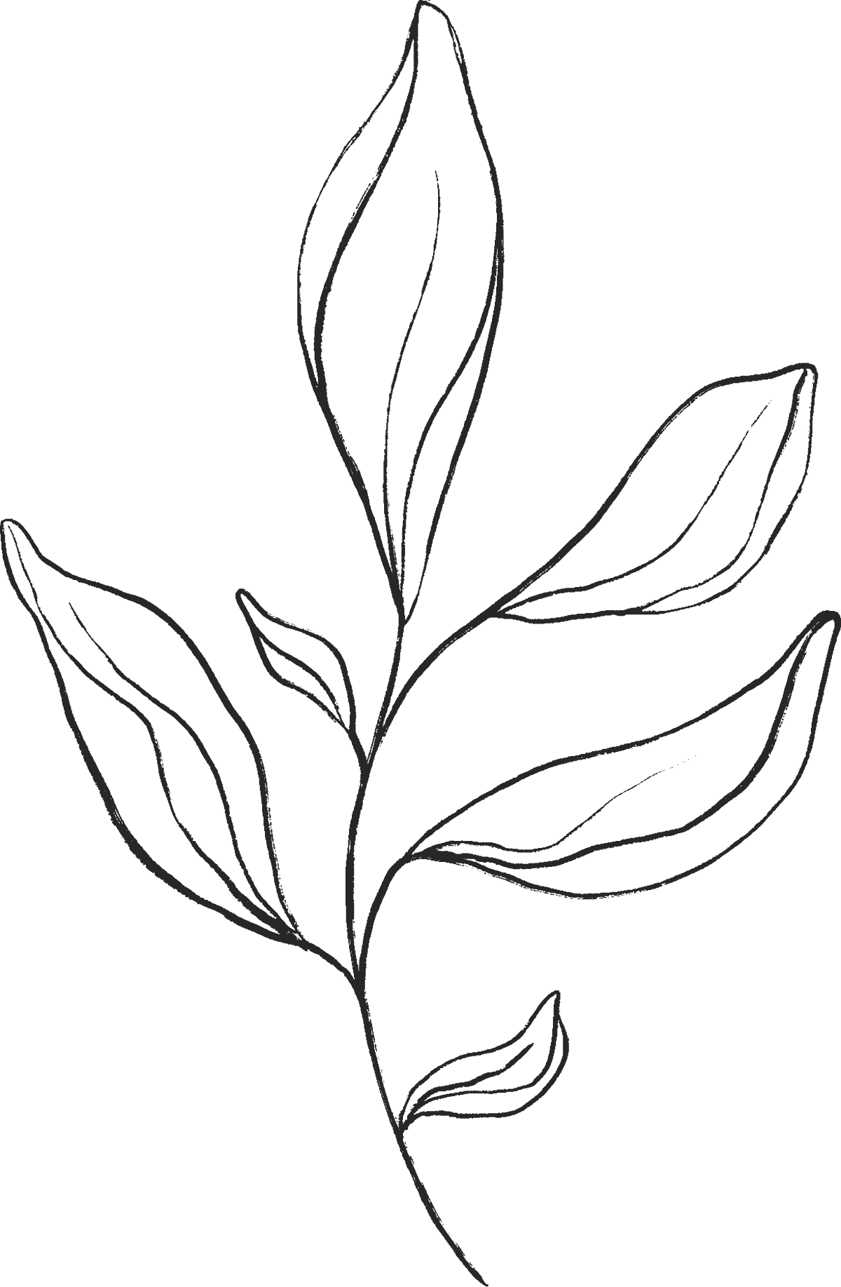 Outline drawing of a plant with multiple elongated leaves on a black background.