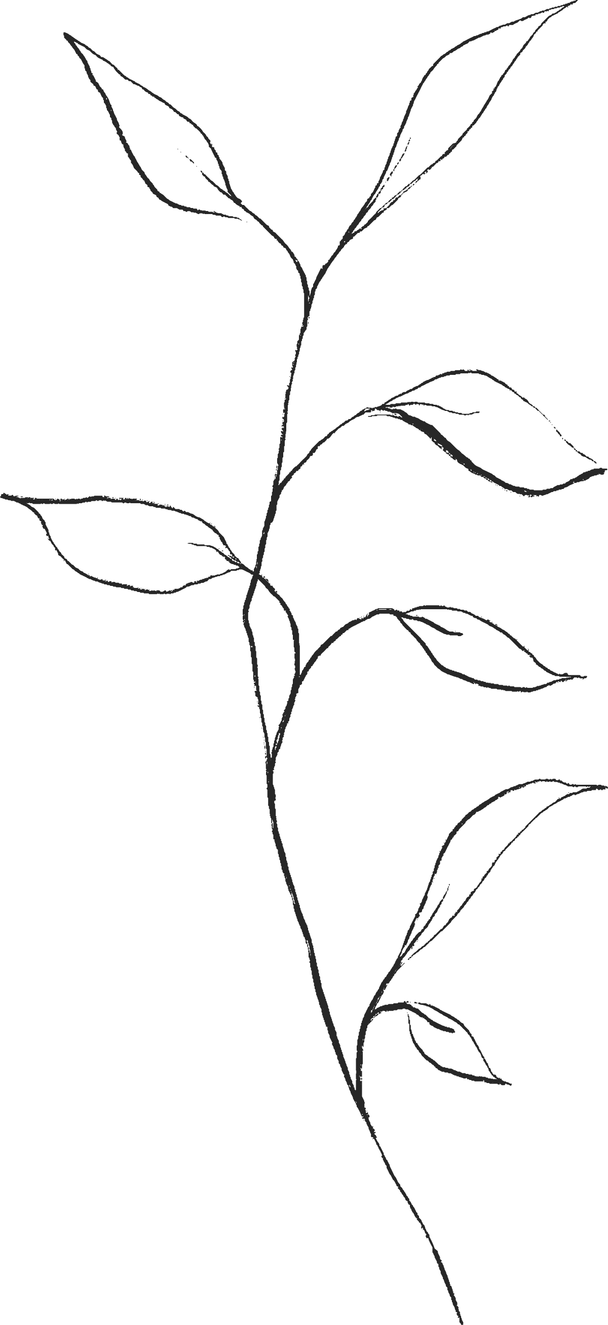 Faint black outline of leaves along a curved plant stem