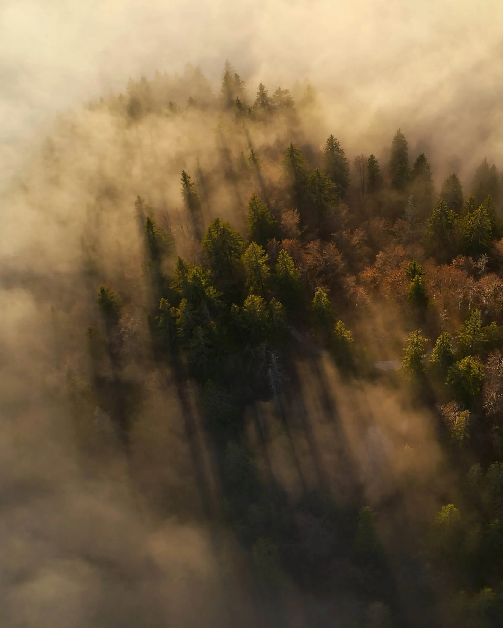 A forest of tall evergreen trees with mist or smoke surrounding them, creating a hazy atmosphere.