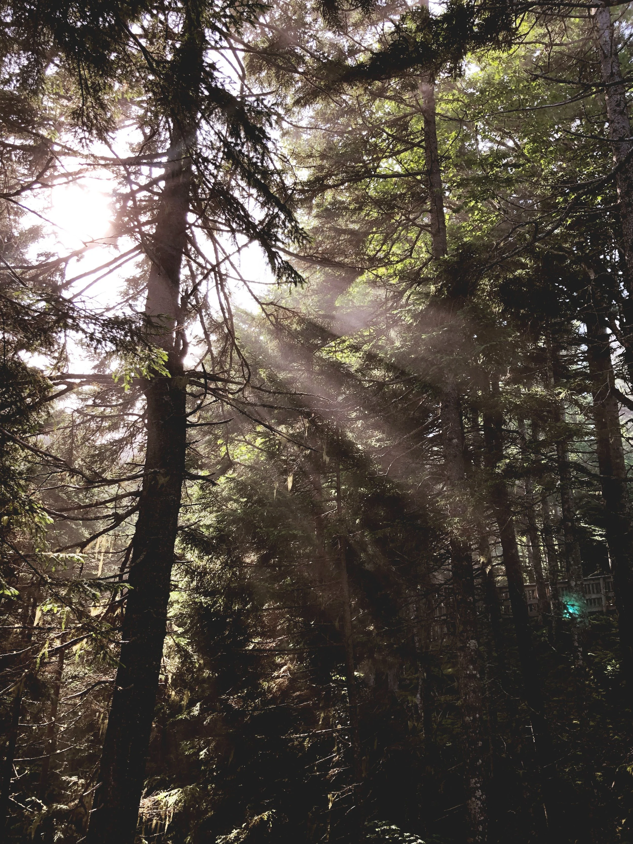 Sunlight streaming through trees in the forest