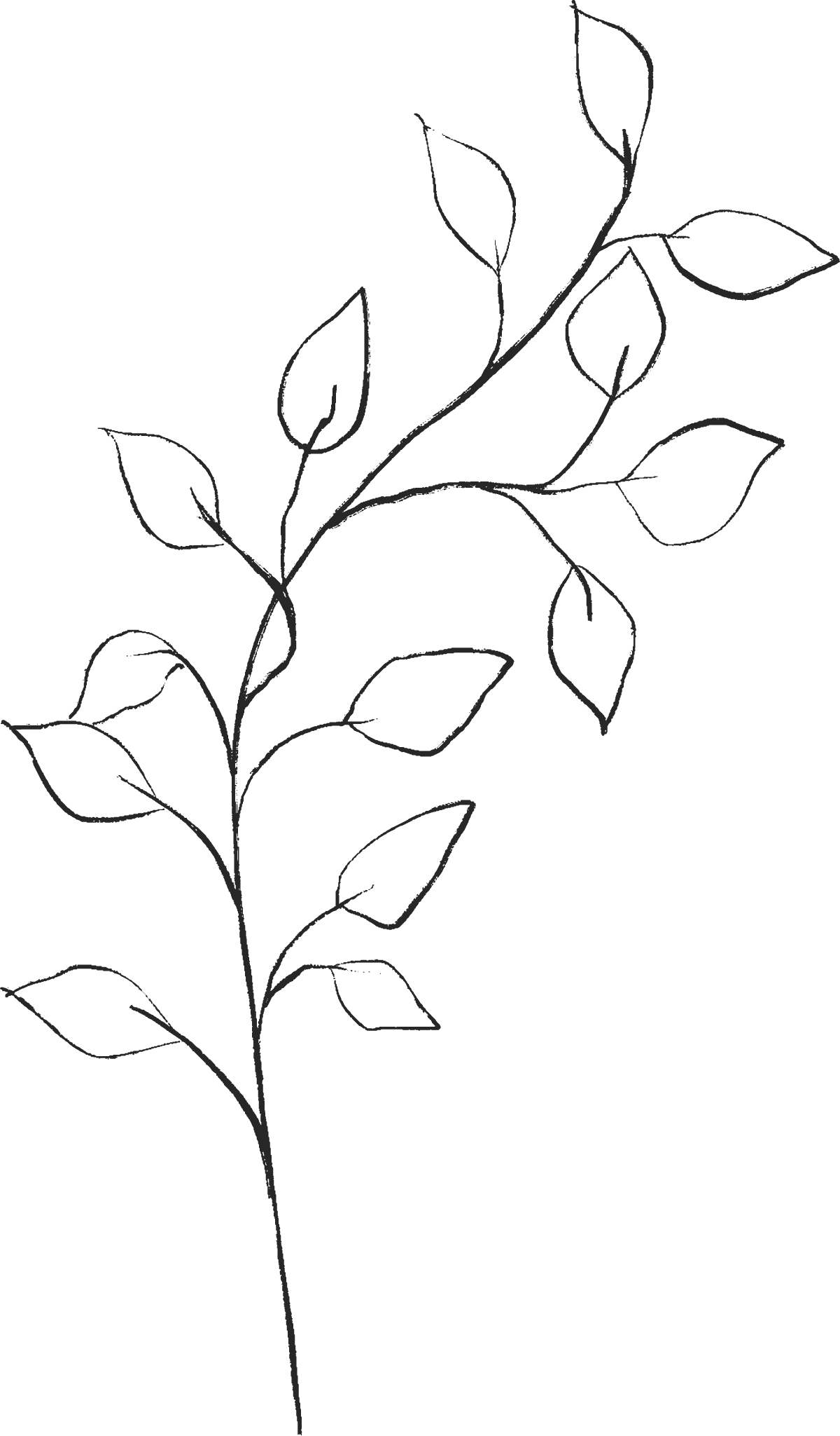 Outline of a plant with a long stem and multiple leaves