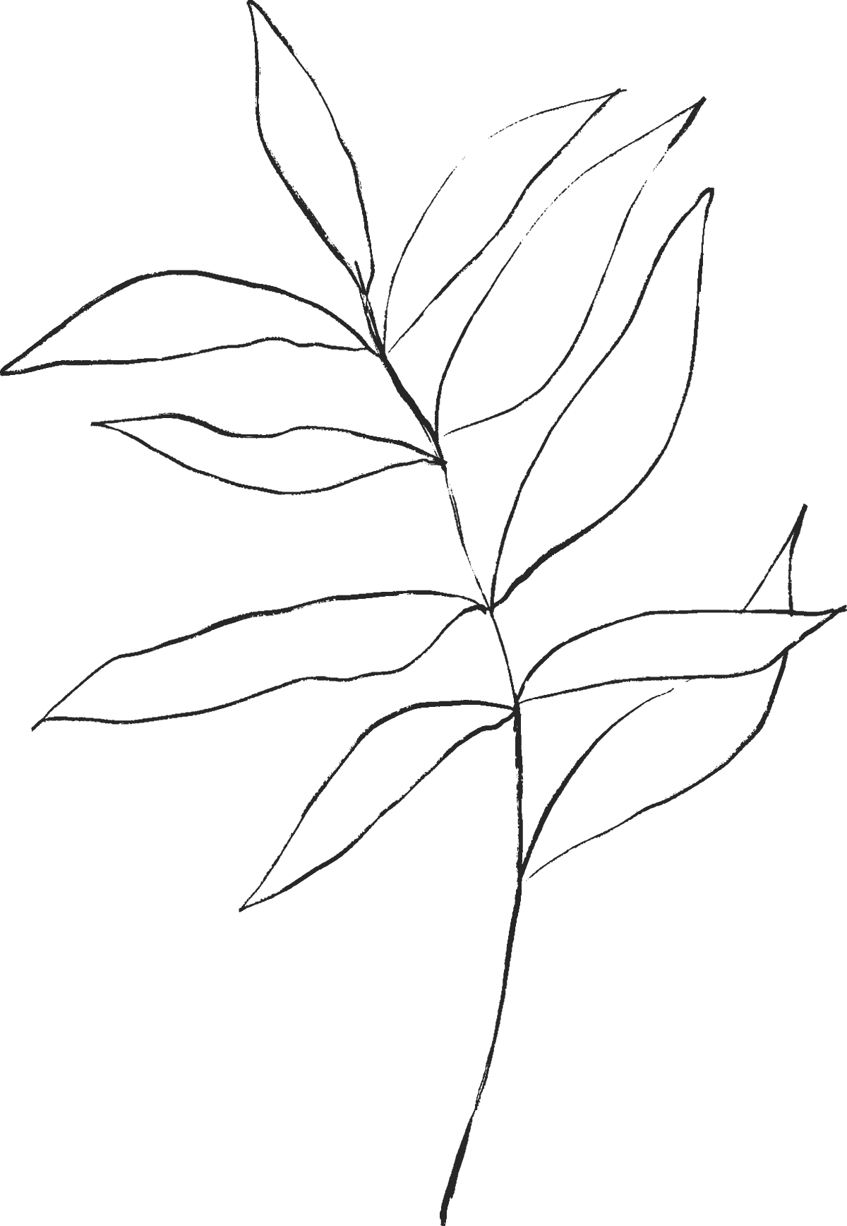 Outline drawing of a plant branch with multiple elongated leaves