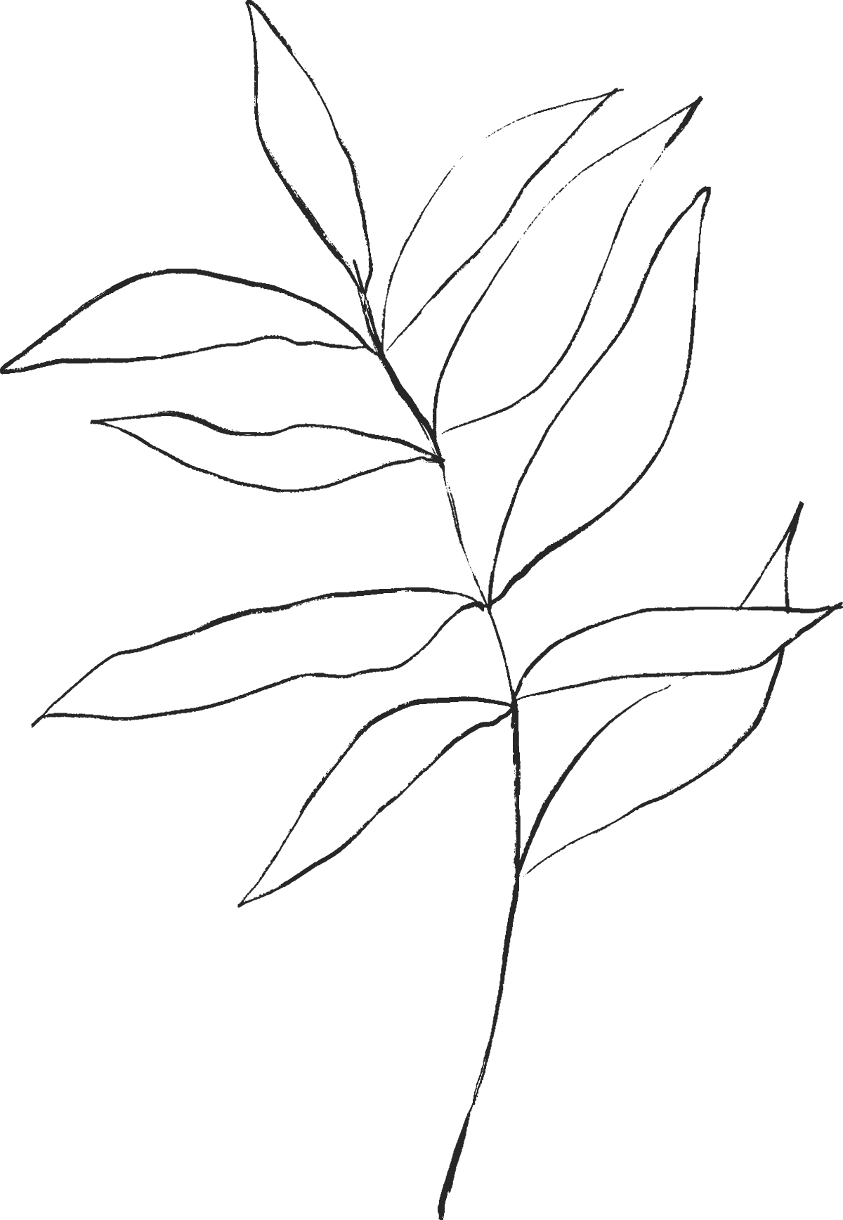 Faint black outline of leaves on a curved plant stem