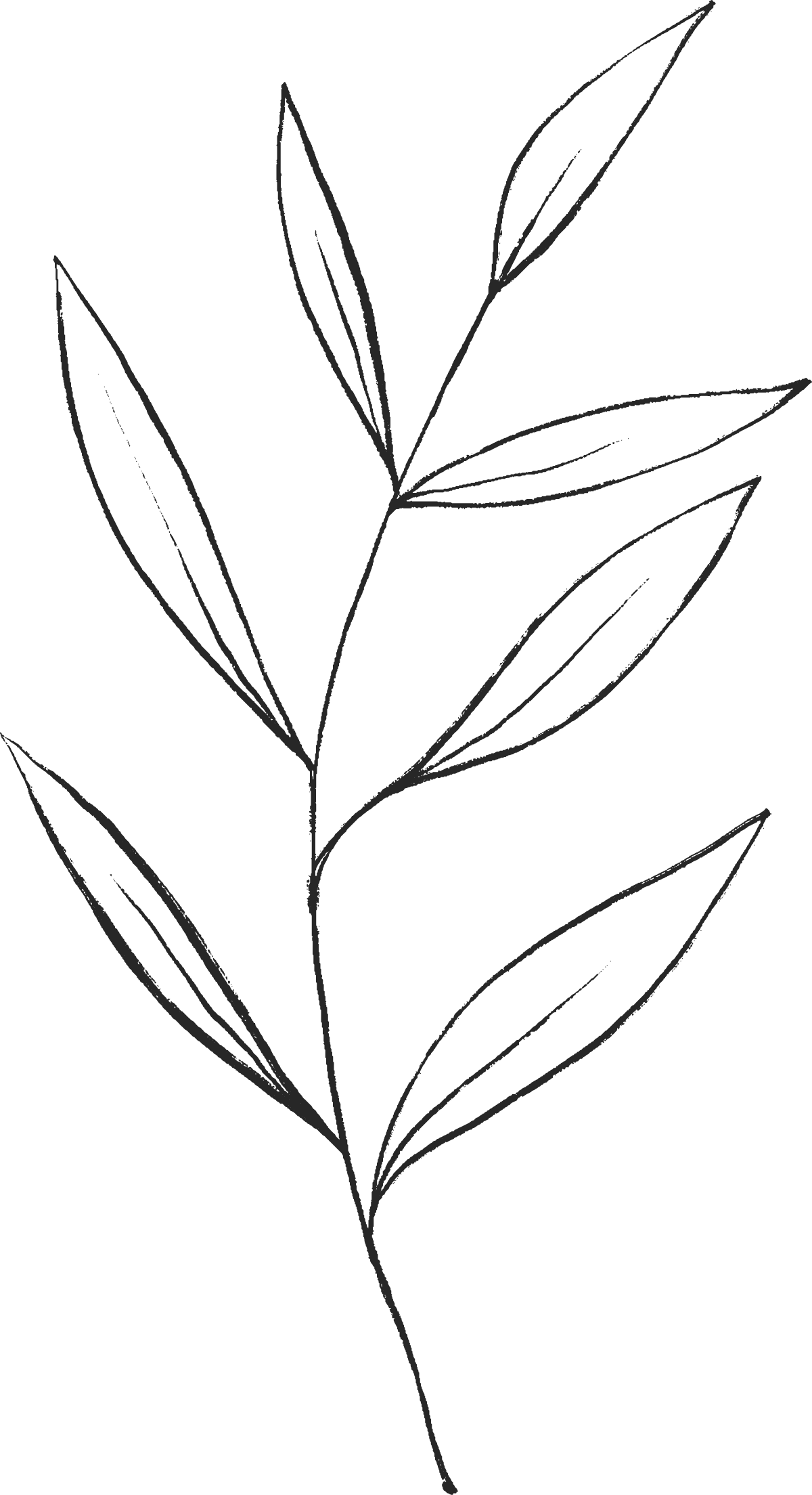 A black and white line drawing of a plant with multiple leaves attached to a central stem.