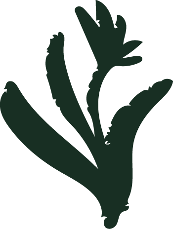 Silhouette of a green flower with thick leaves