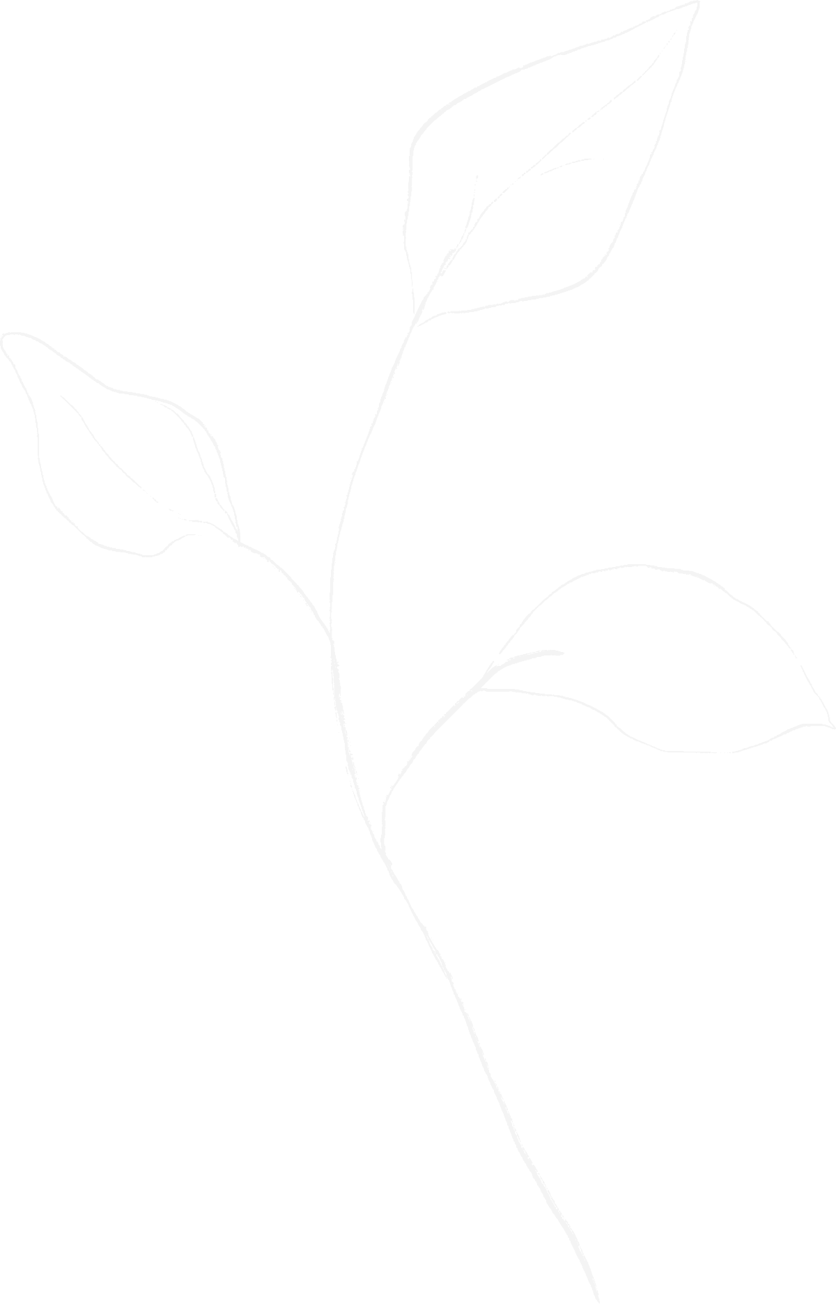 A faint outline of a plant with elongated leaves.