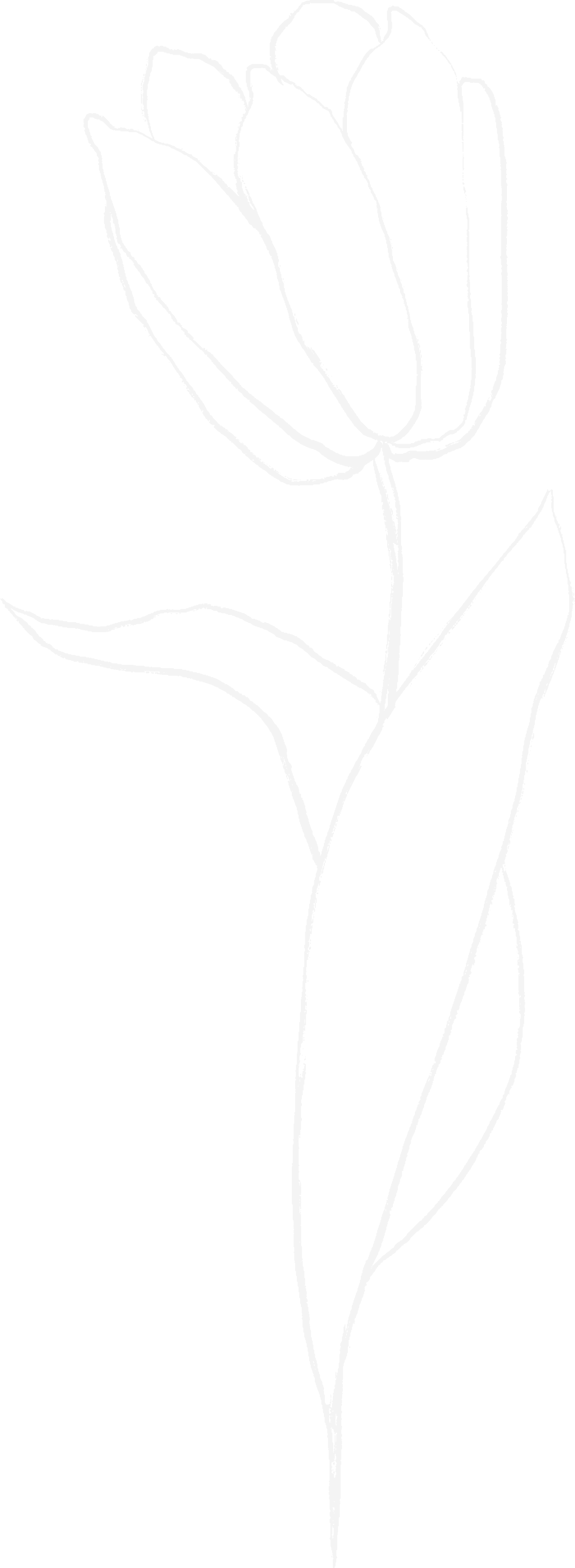A minimalist white outline of a single tulip flower with a long stem, a large leaf, and a closed bloom.
