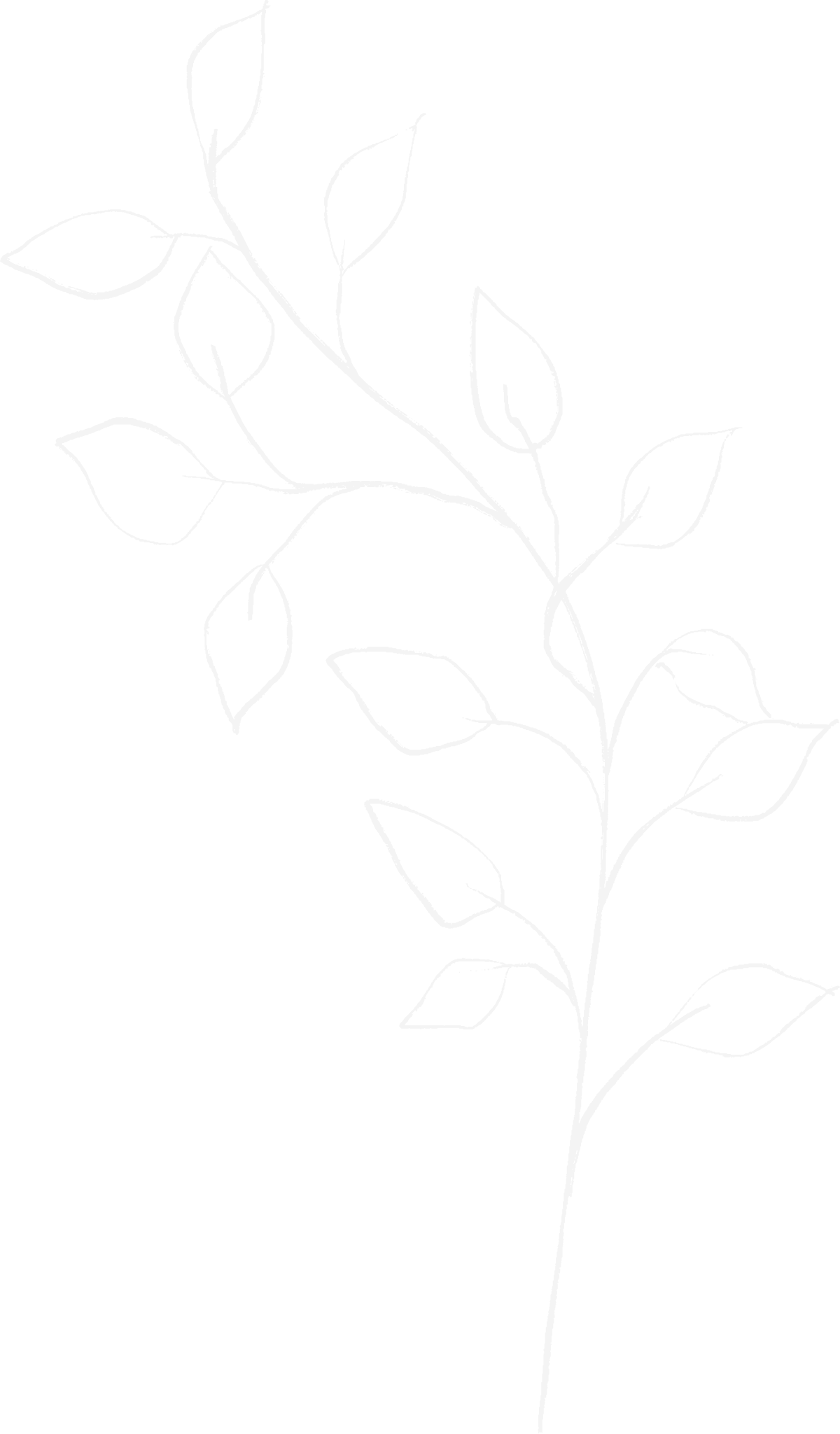 Light outline of a leafy plant