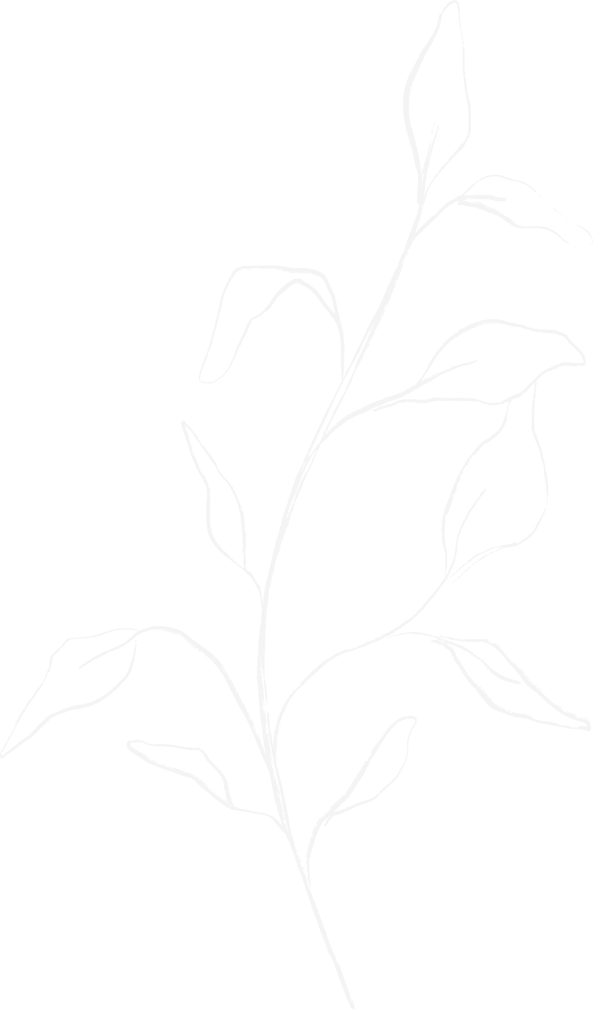 Line drawing of a plant with multiple leaves