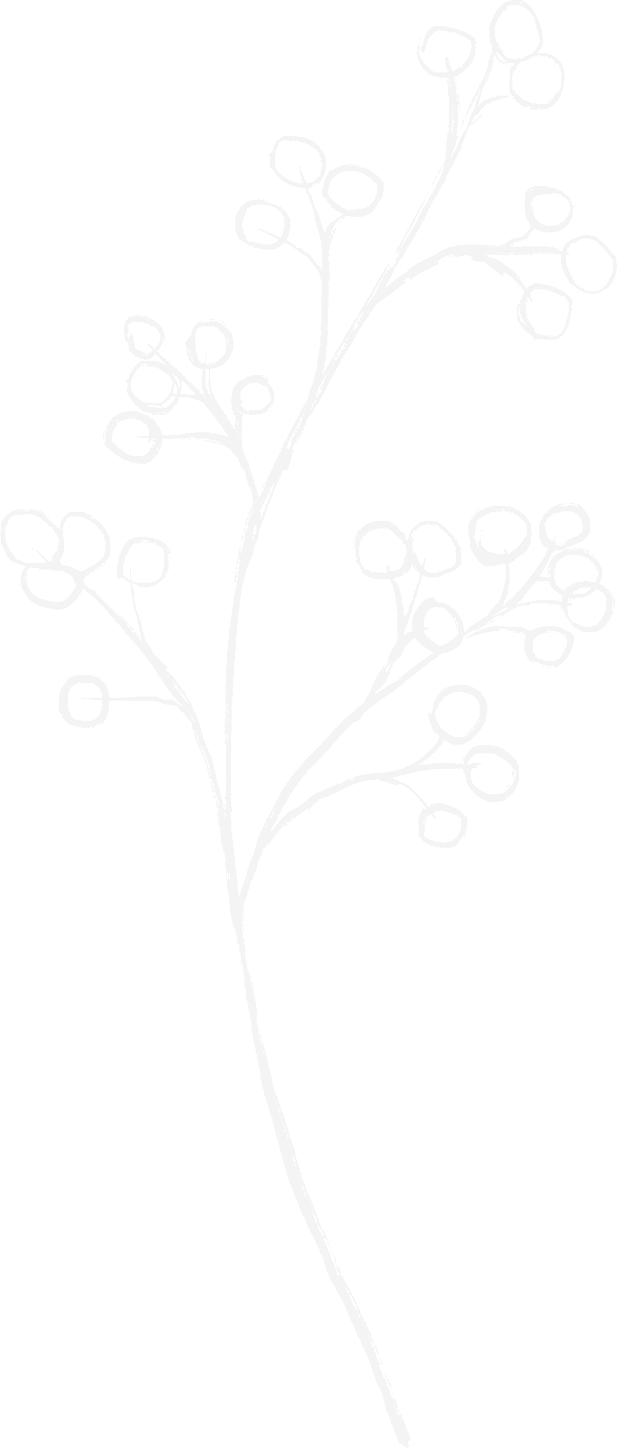 White botanical illustration of a branch with multiple small round berries