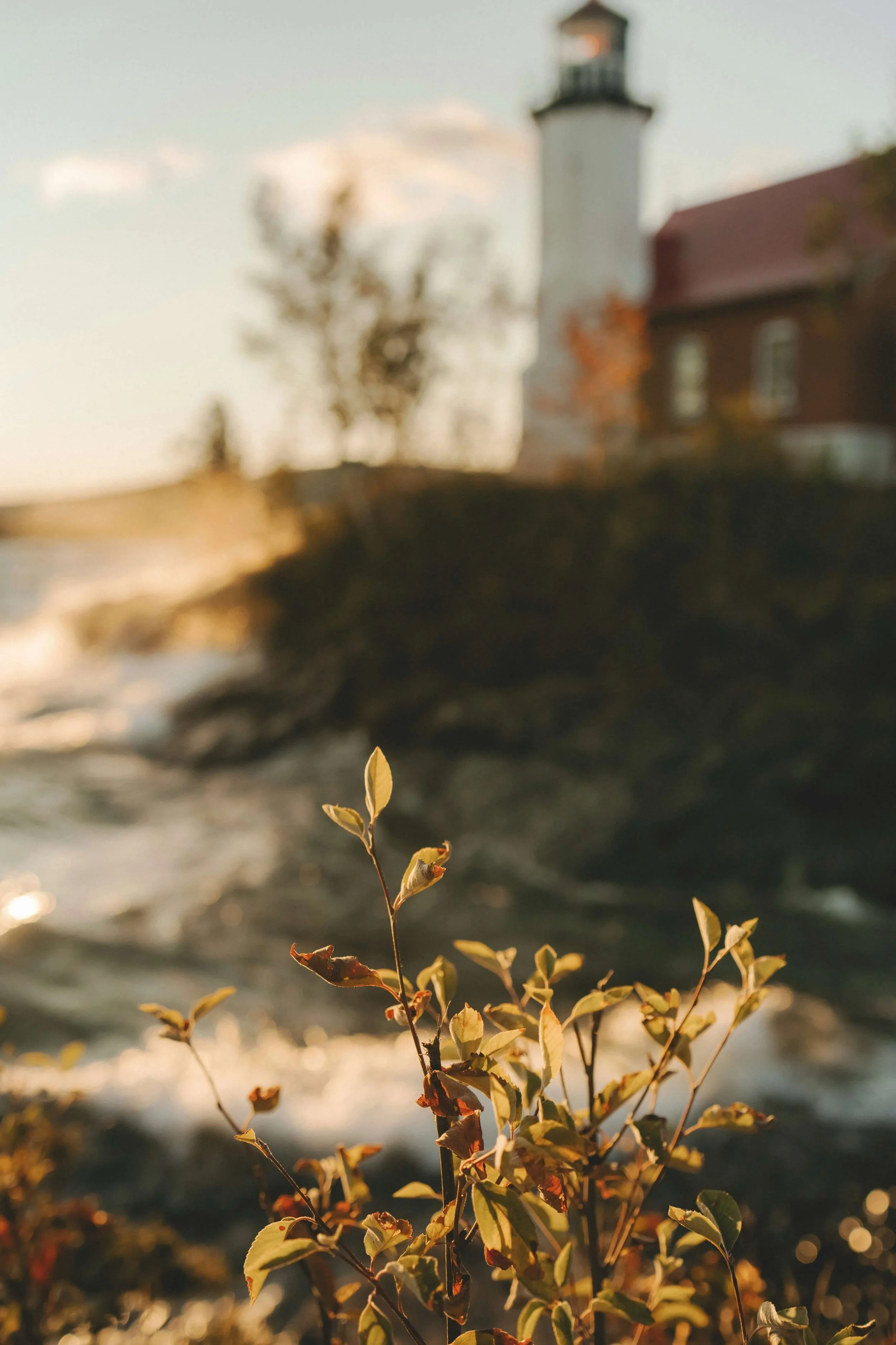 A small plant with yellowish-brown leaves in the foreground, with a blurred lighthouse and building in the background during sunset or sunrise.