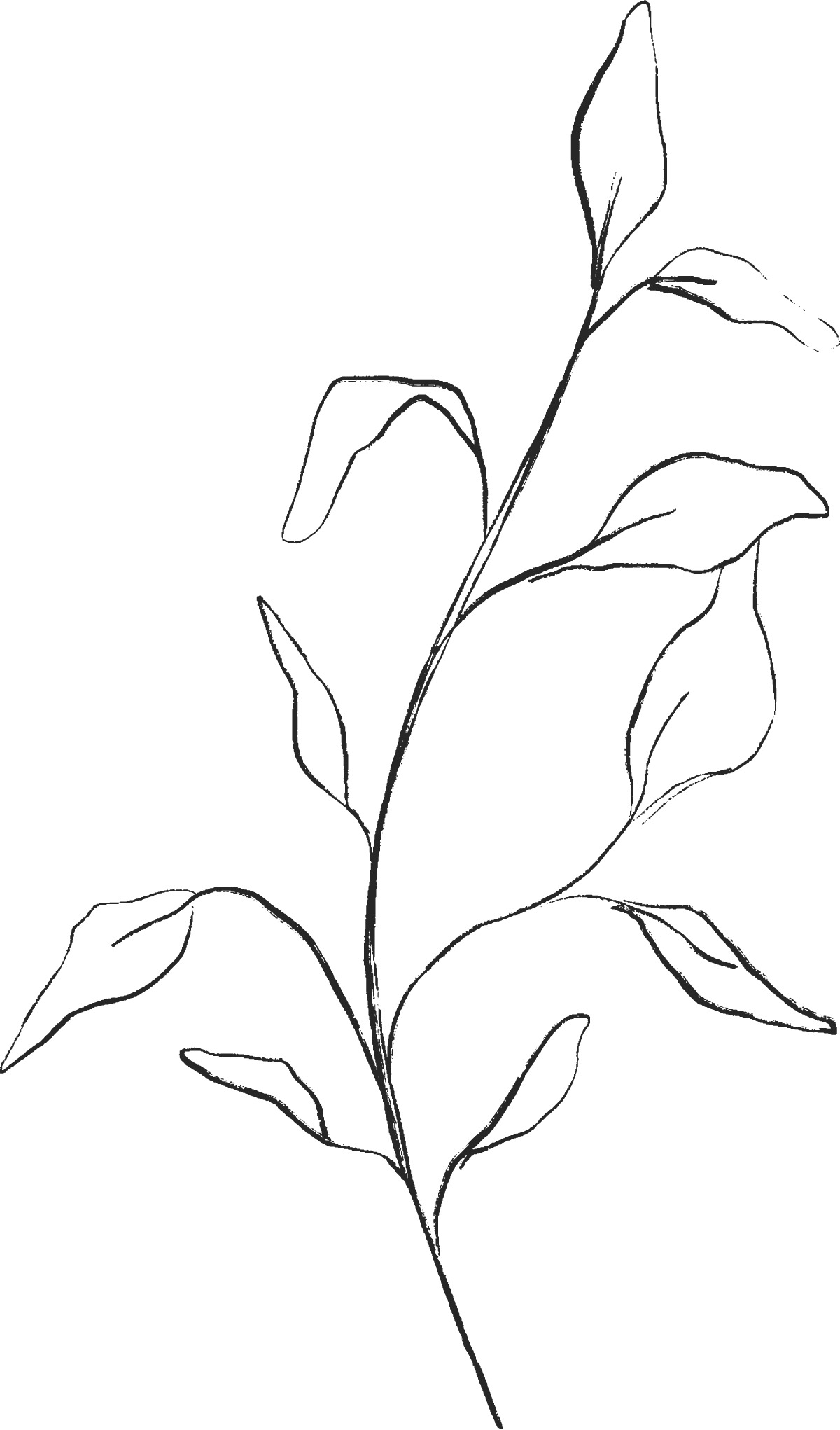 Line drawing of a leafy plant with multiple leaves on a stem.