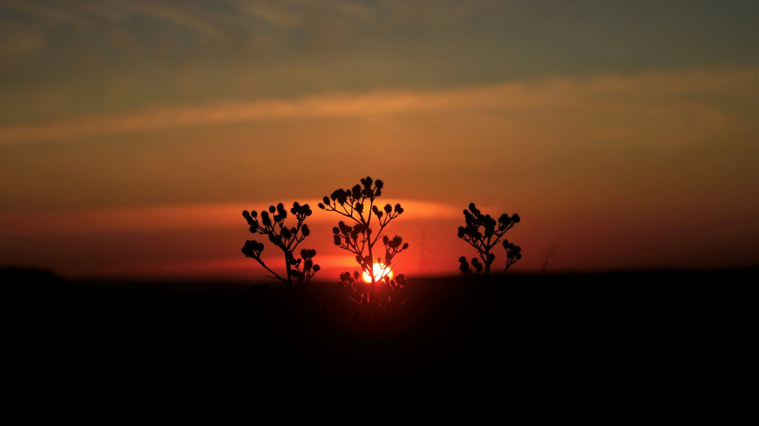 Desert sunset with three shrubs, symbolizing the beginning of a healing journey through energy healing, intuitive guidance, and spiritual support.