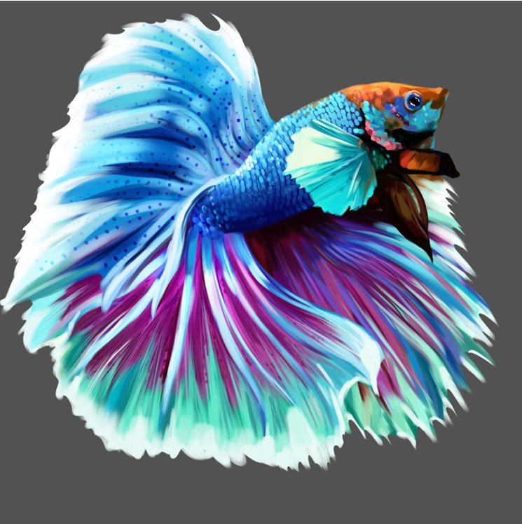 beta fish.jpeg