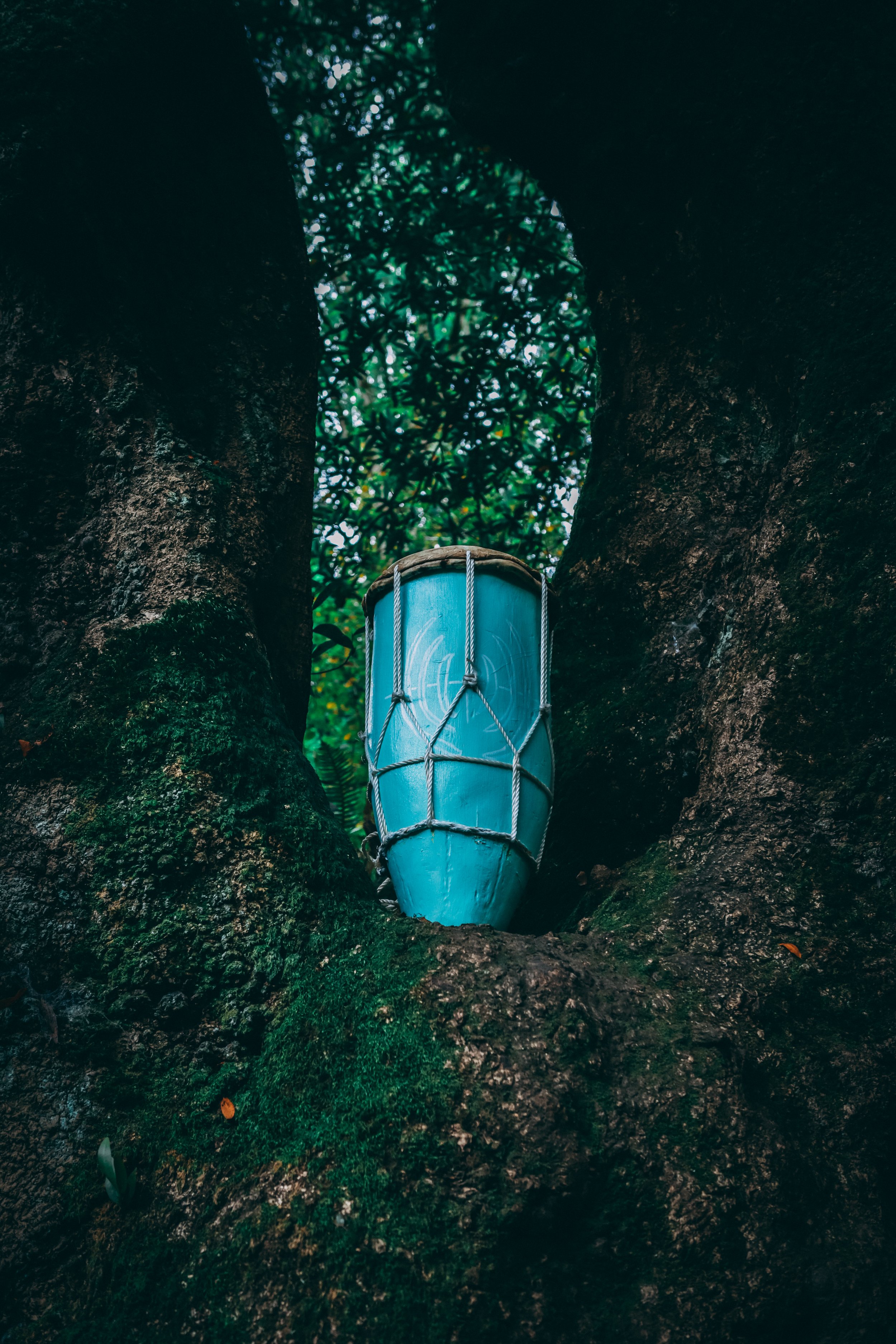A blue canoe is wedged between two trees in a lush, dense forest with mossy ground and green foliage.