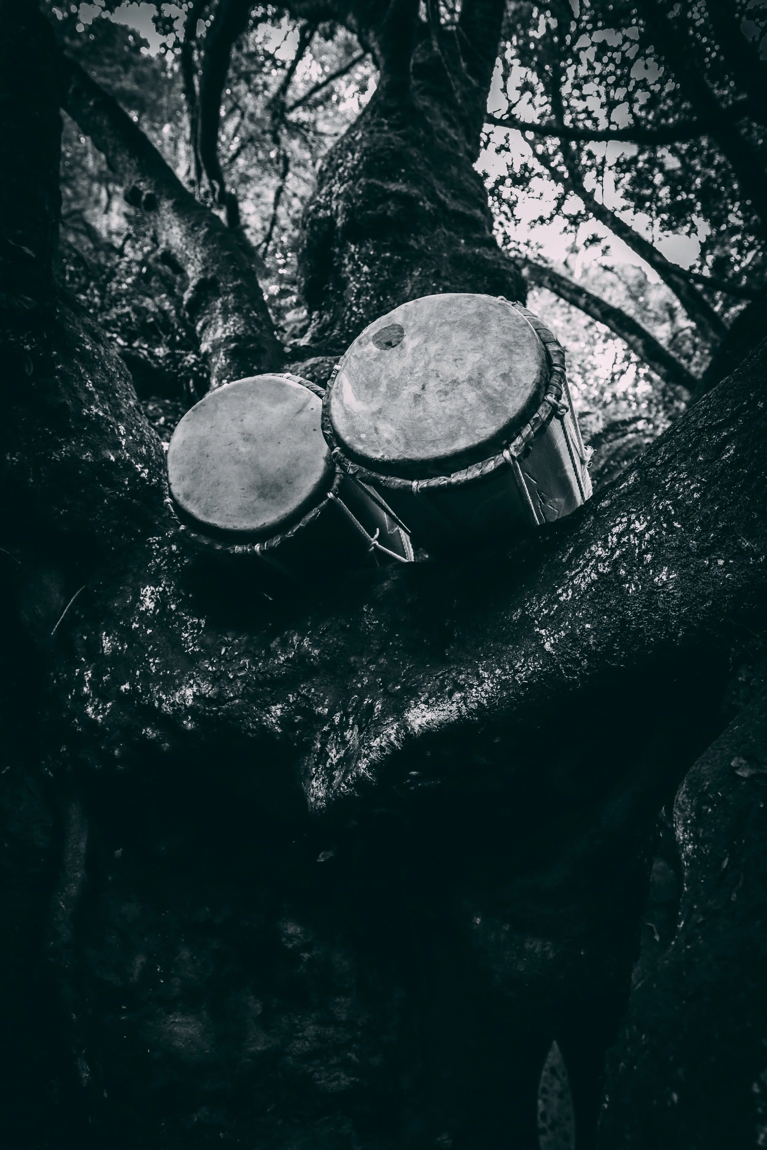 Two drums placed on a tree branch in a forest, captured from below with leaves and sky in the background