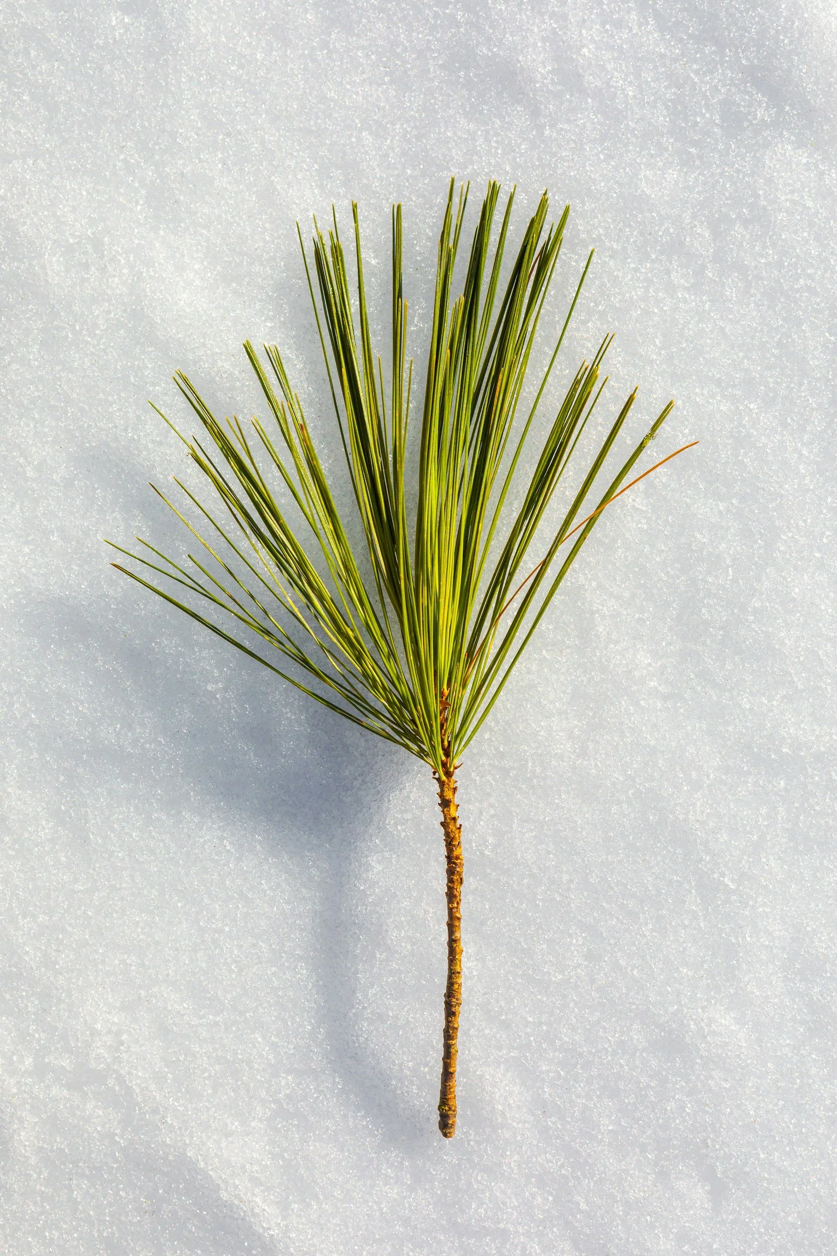 A single pine tree branch with green needles on a white snow background.