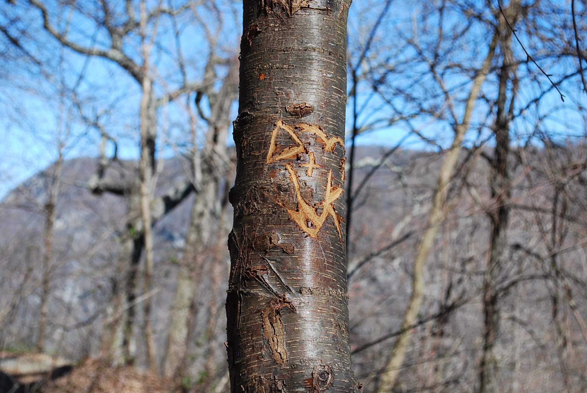 DSC_0741.JPG