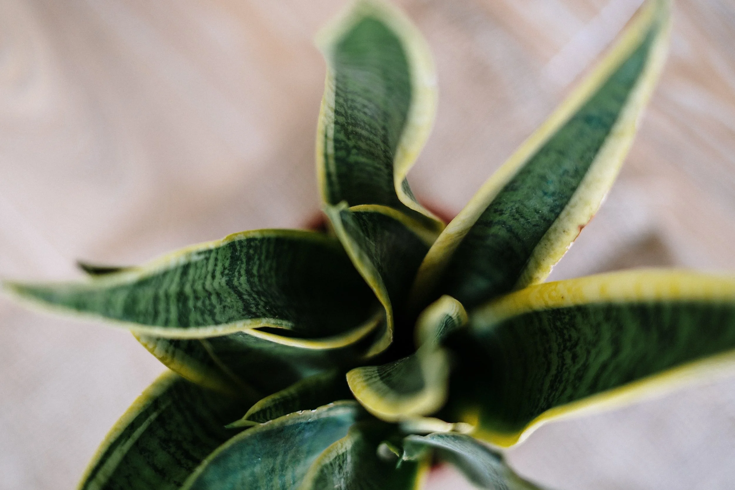 Close-up of variegated snake plant leaves with yellow edges and dark green centers.