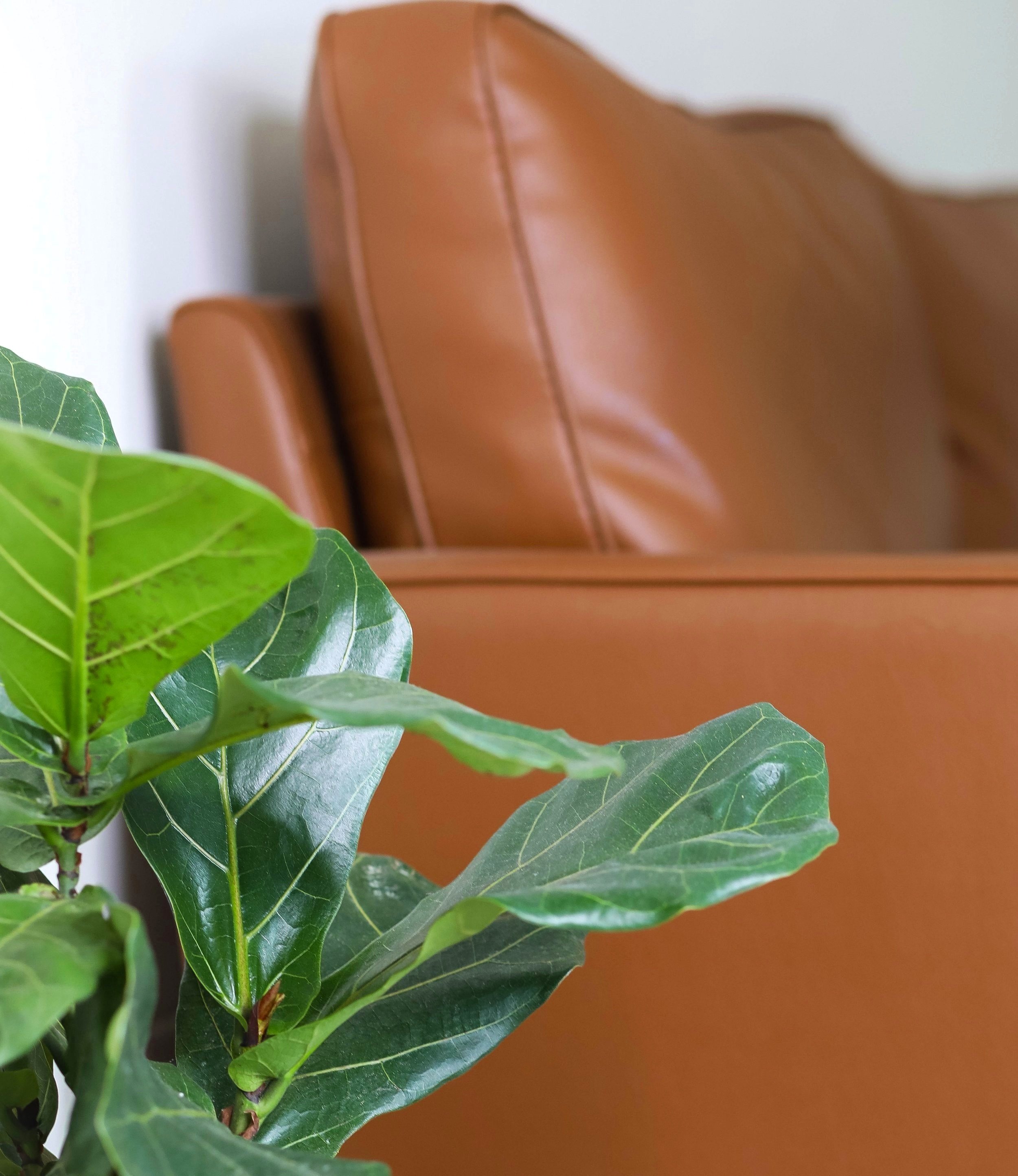 Close-up of green holly leaves with distinctive spiky edges and prominent veins, and brown leather furniture with visible stitching in the background.