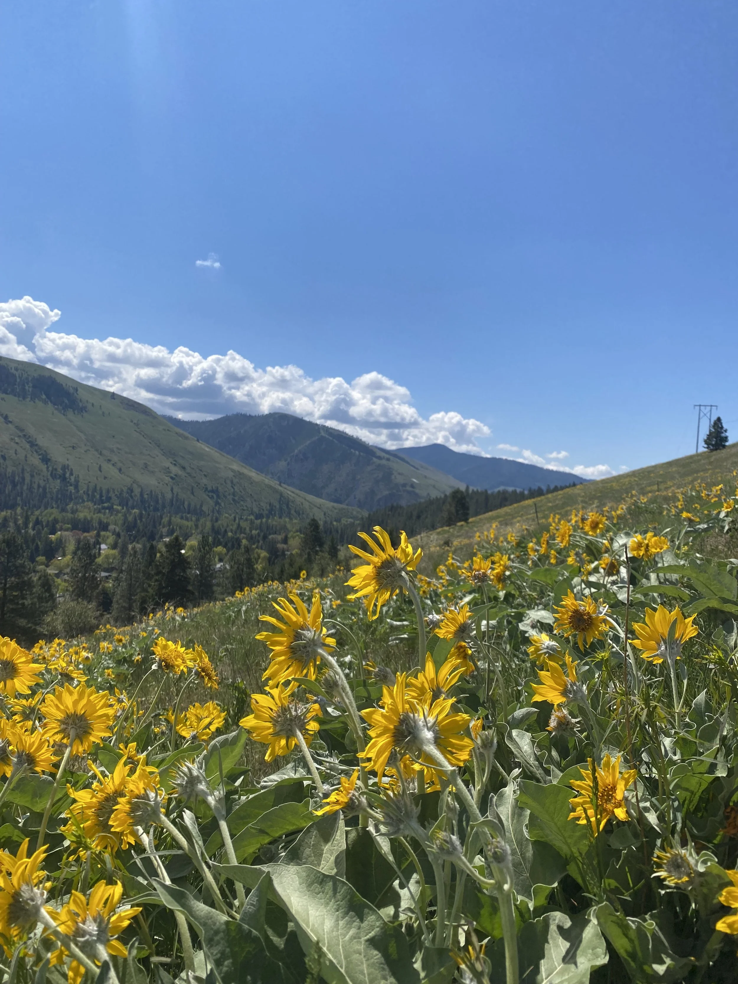 Yellow wildflowers blooming in a field with mountains in the background under a clear blue sky with some clouds.