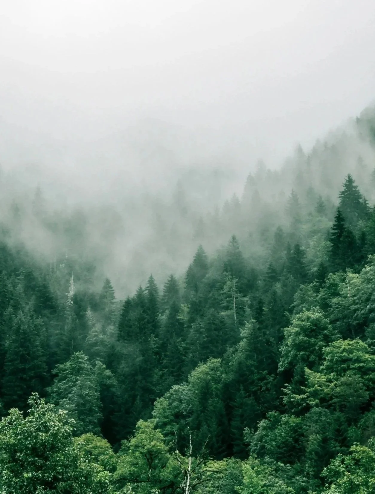 Dense green forest in a foggy mountain landscape.