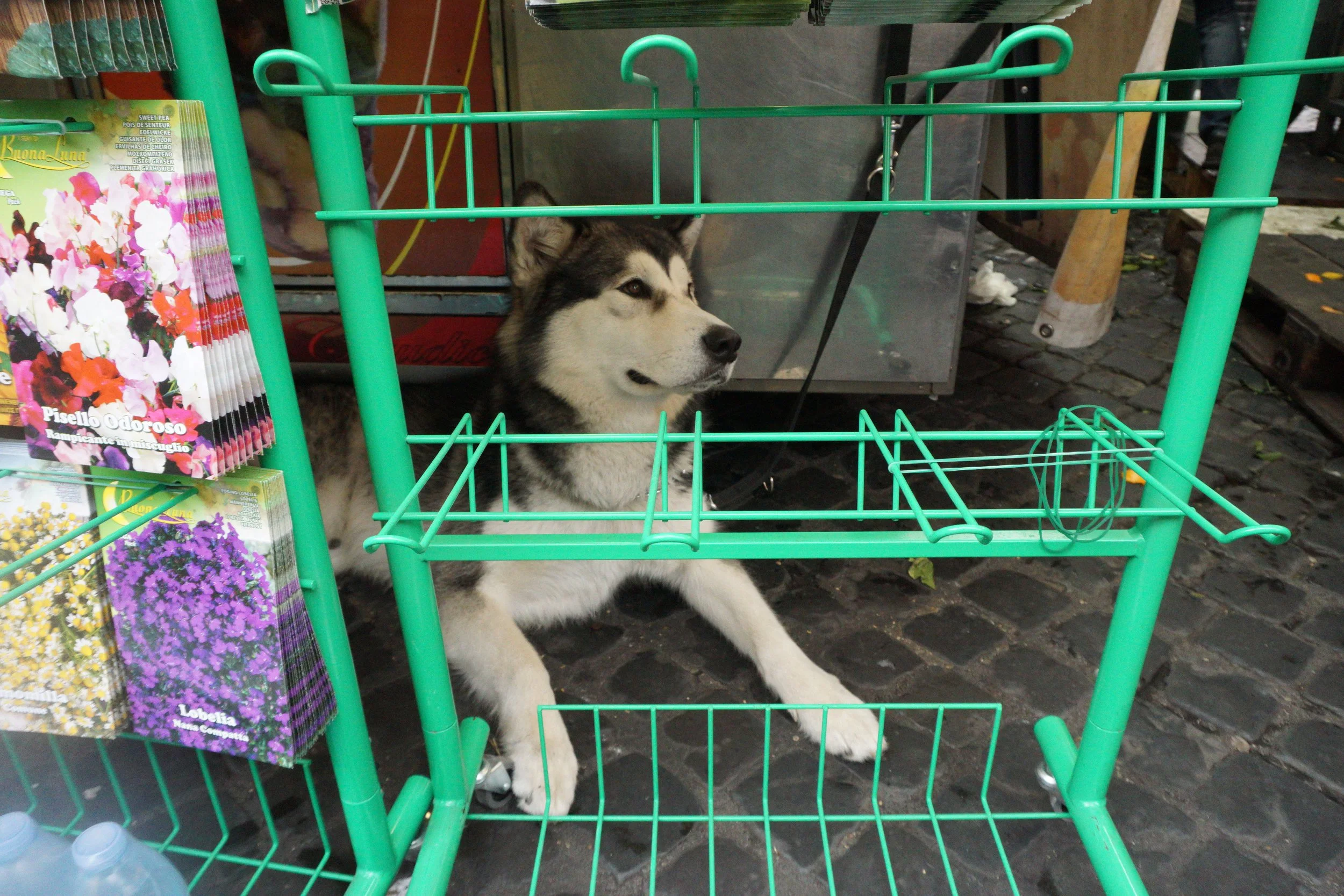 A husky dog sitting on a cobblestone street behind a green wire shopping cart, with flower seed packets hanging on the side.