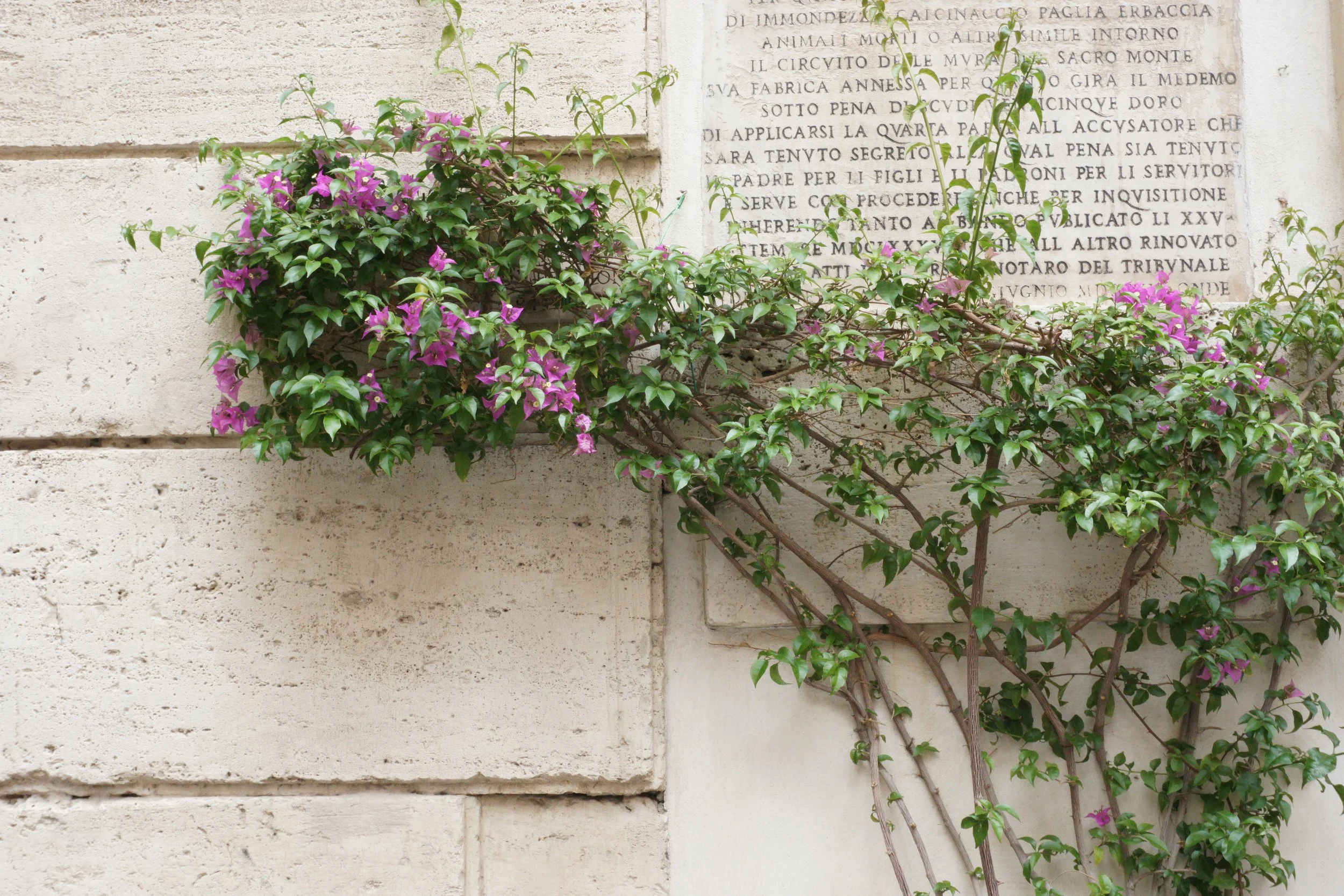 A wall with a plaque and a climbing plant with purple flowers growing across the wall.