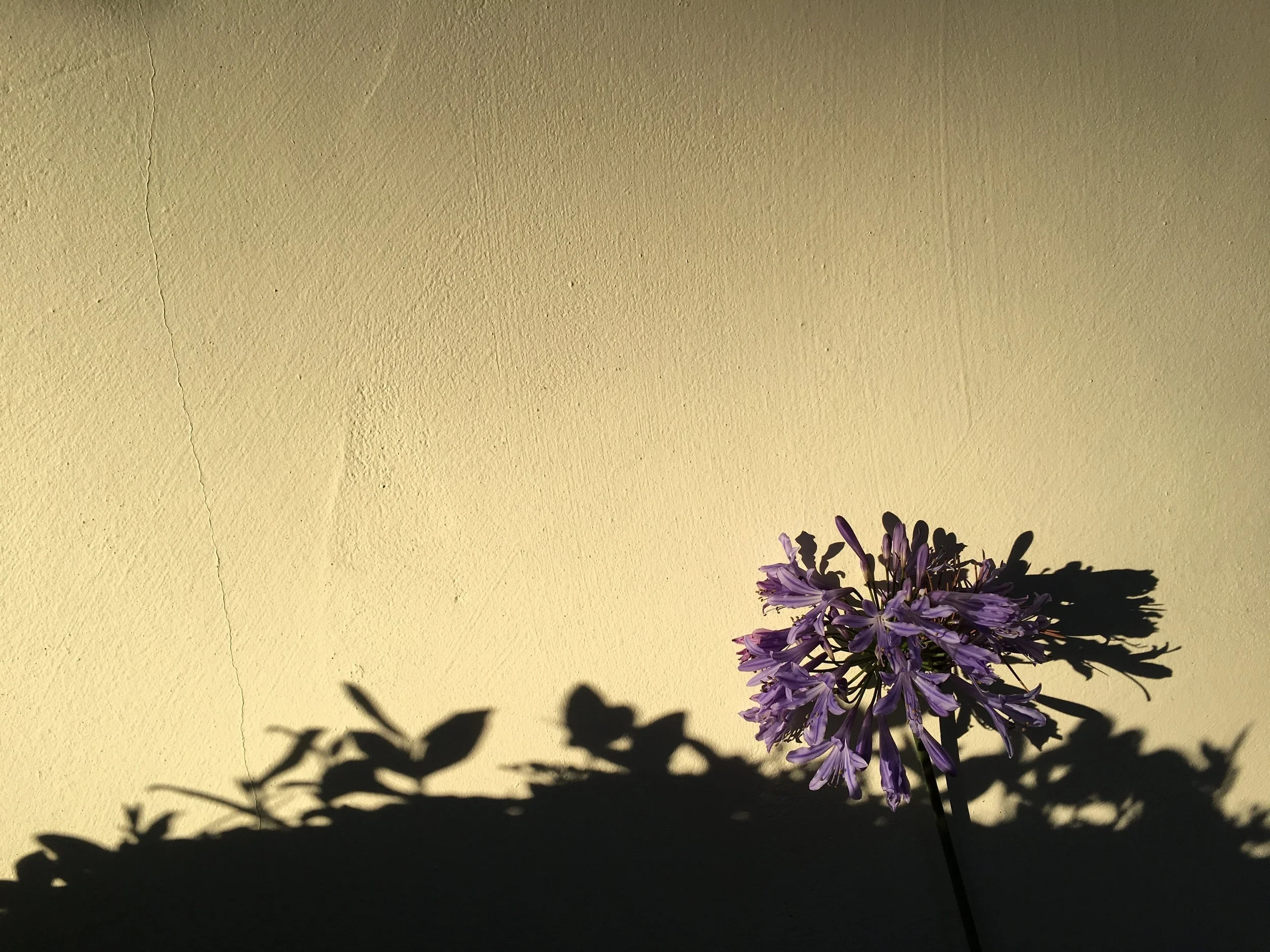 elashyu_photography_carmelbythesea_002.jpg