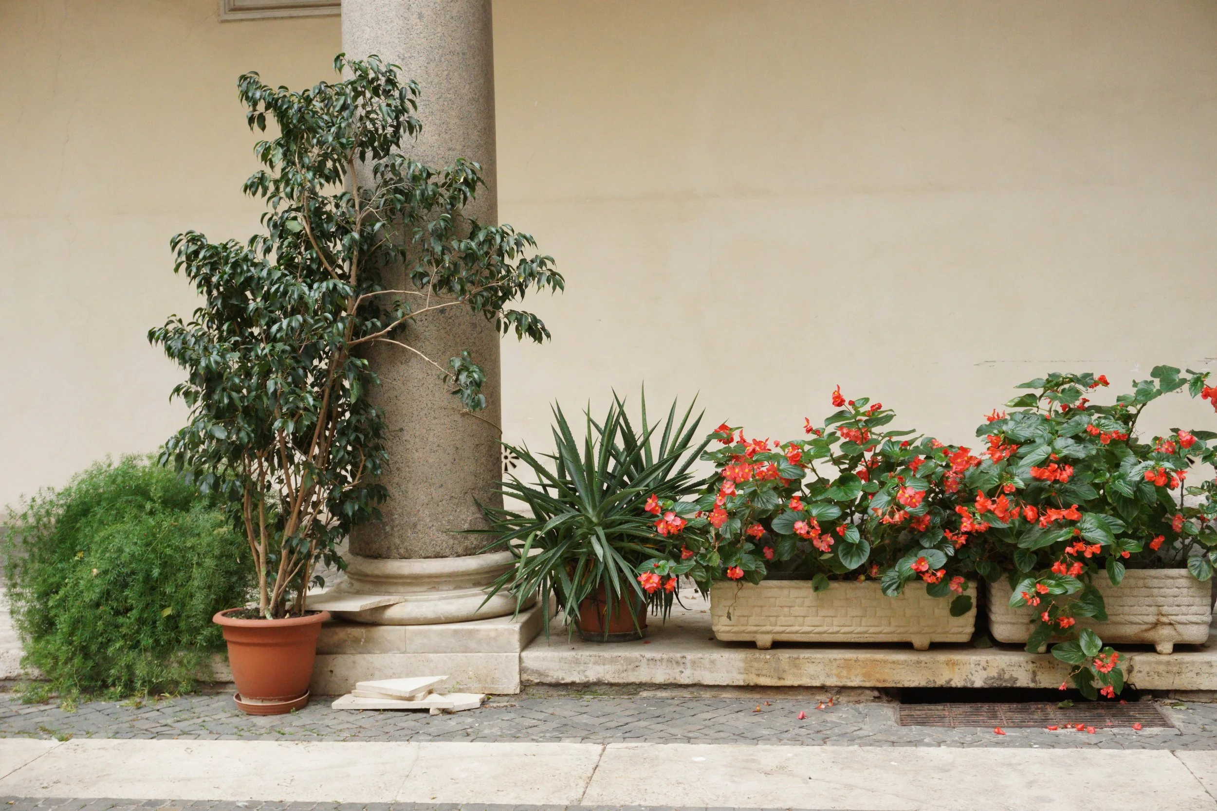 Various potted plants and flowers next to a beige wall, including a tall leafy plant, a small shrub, an ornamental plant with long spiky leaves, and red flowering plants in rectangular beige planters, with some flowers fallen onto the ground.
