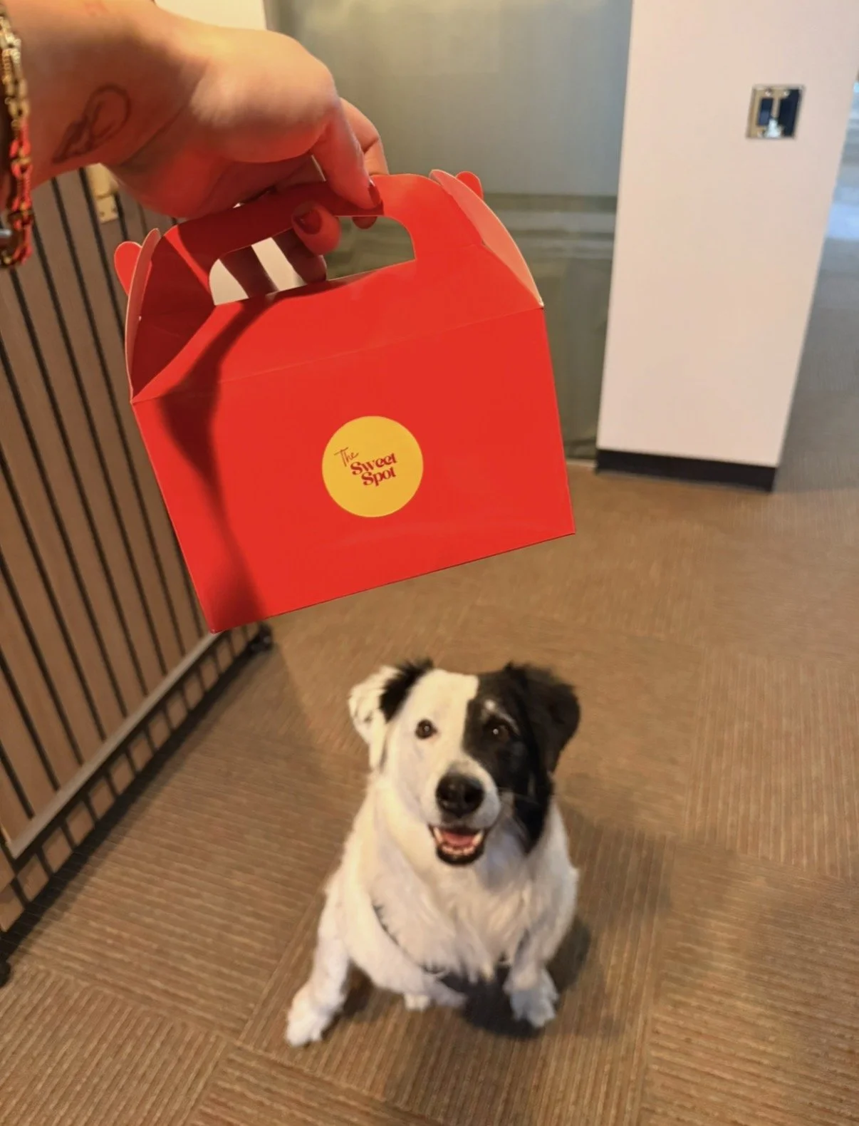 A person holding a red box labeled "The Sweet Spot" in front of a smiling black and white dog indoors.