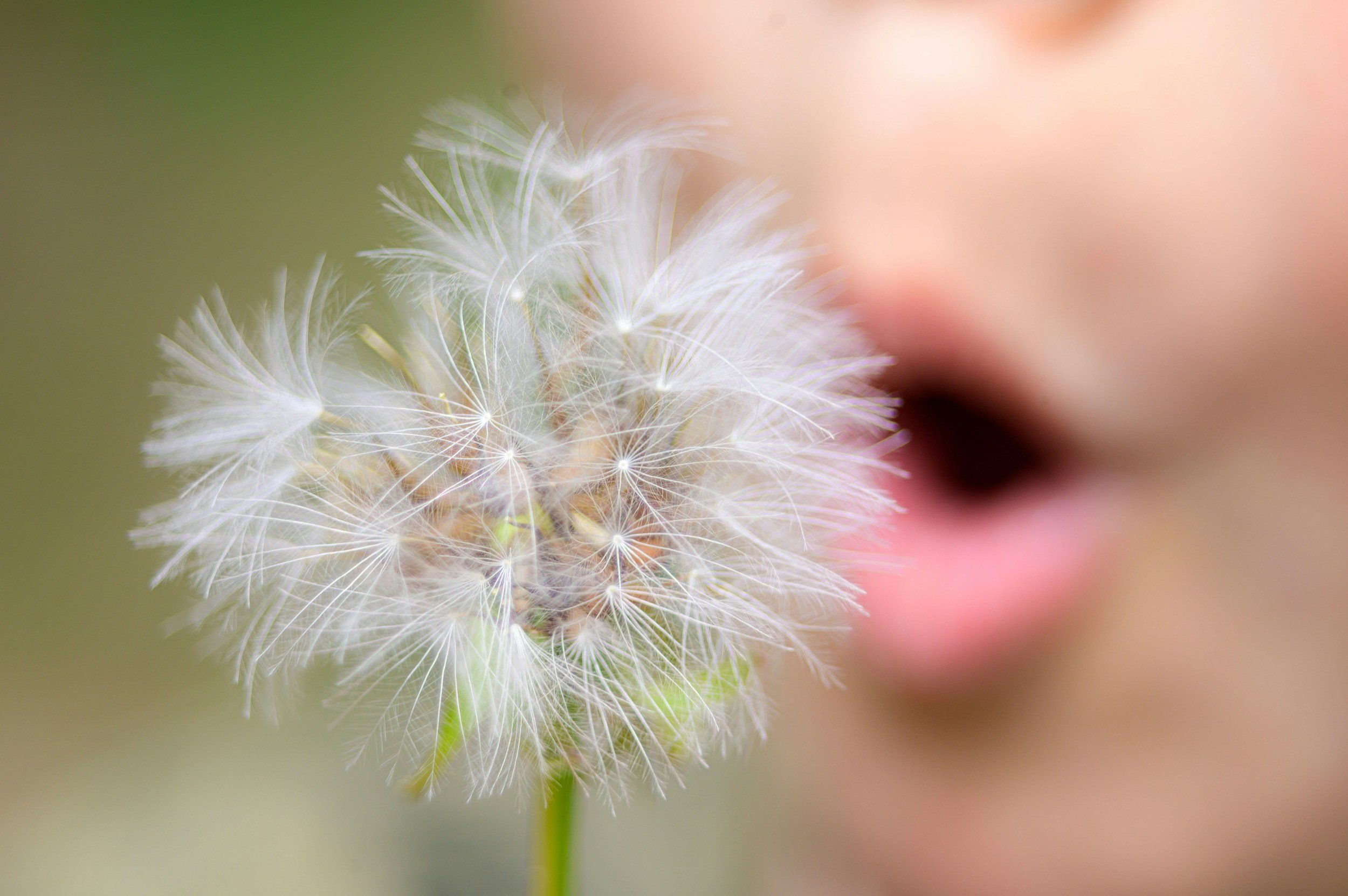 Close-up of a dandelion seed head with delicate, white seeds and a blurred pink and green background.