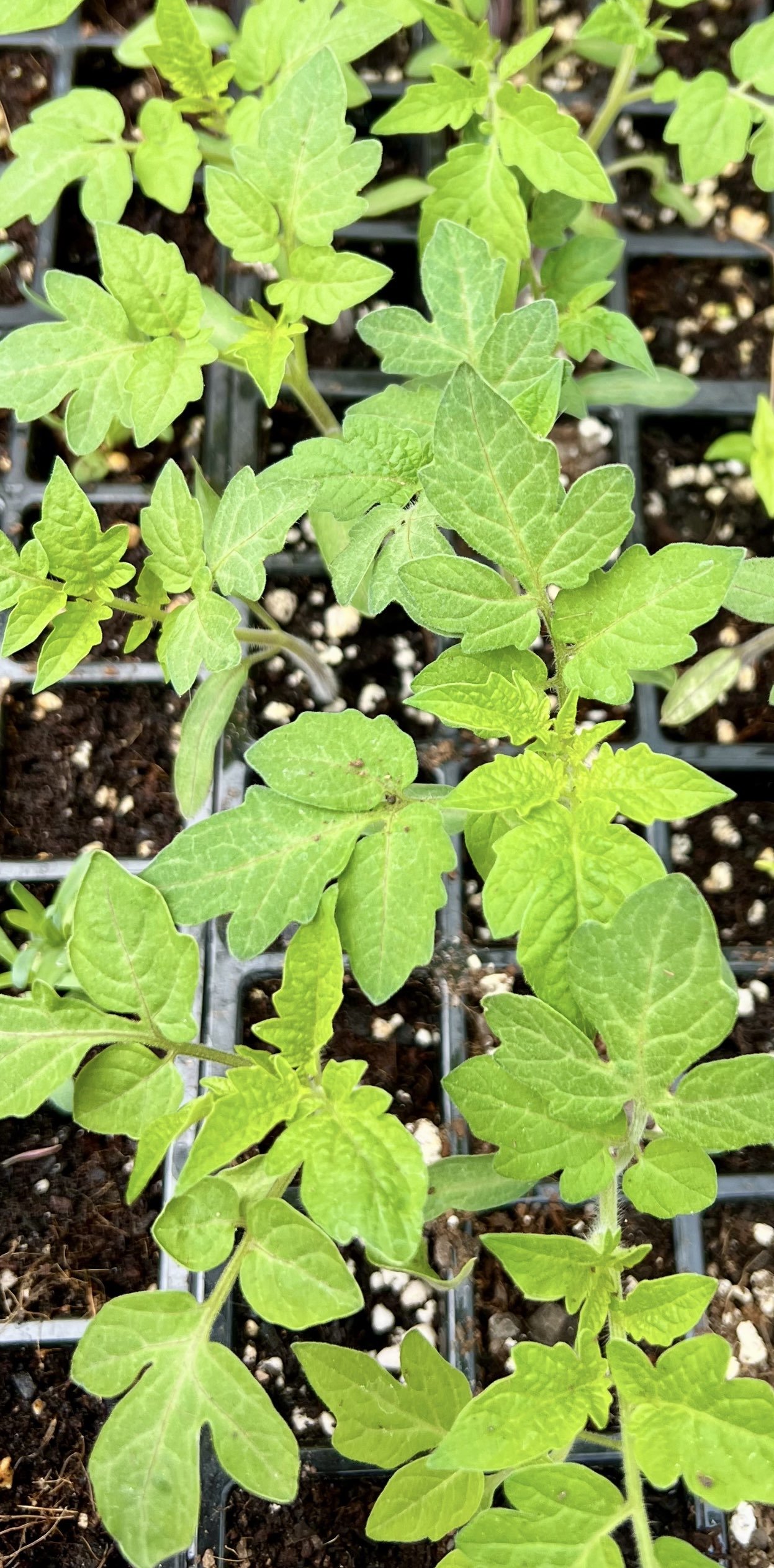 Close-up of young green tomato plants in black plastic seedling trays with dark soil.