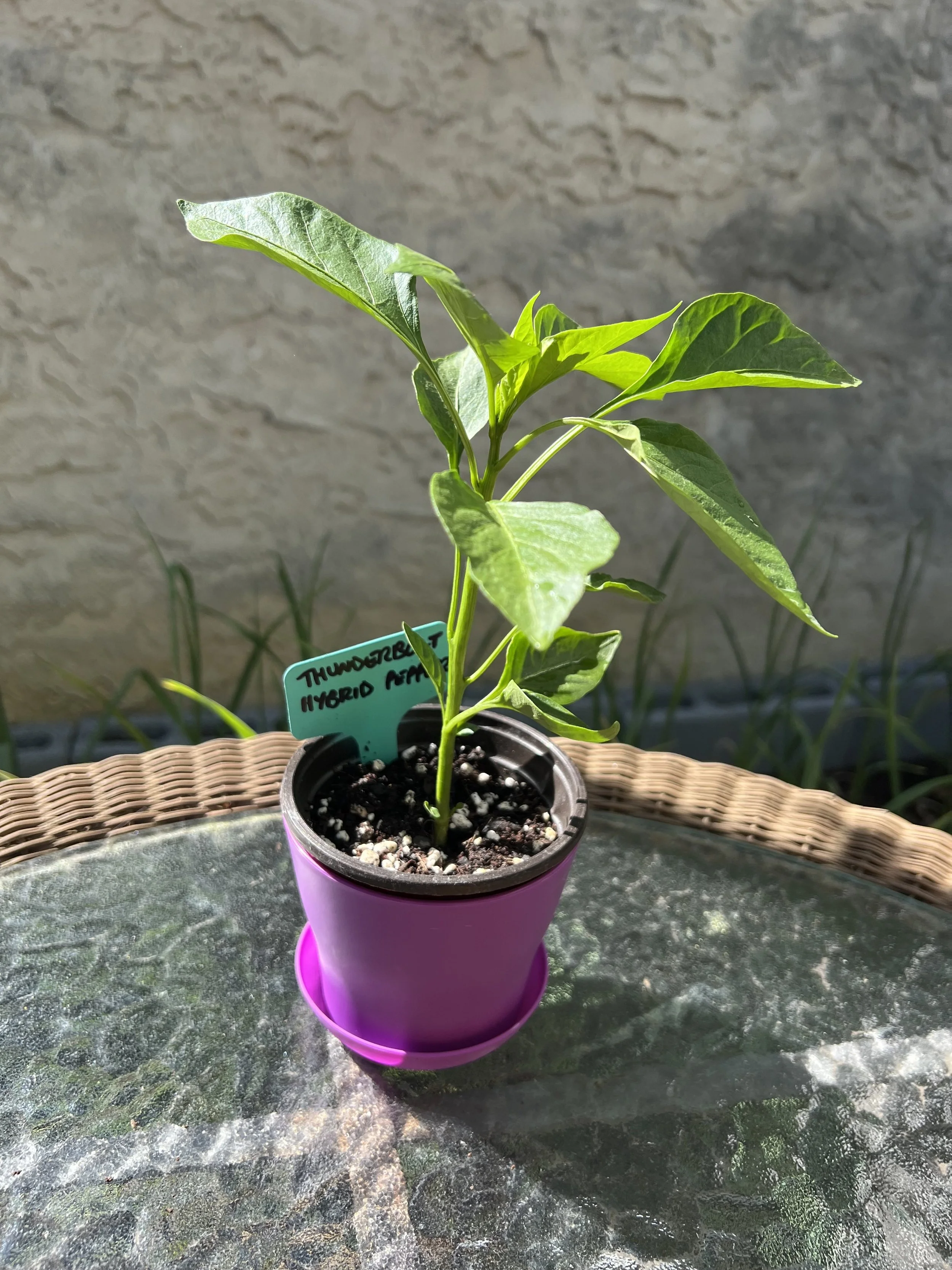 Thunderbolt Sweet Pepper Live Plant