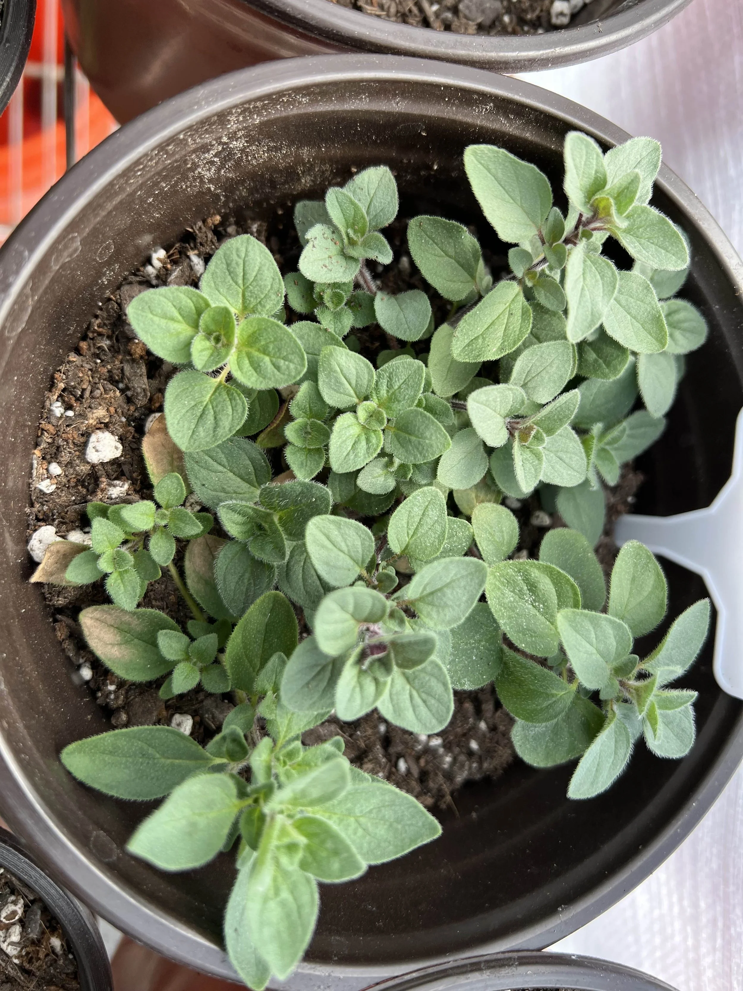 Oregano Live Plant