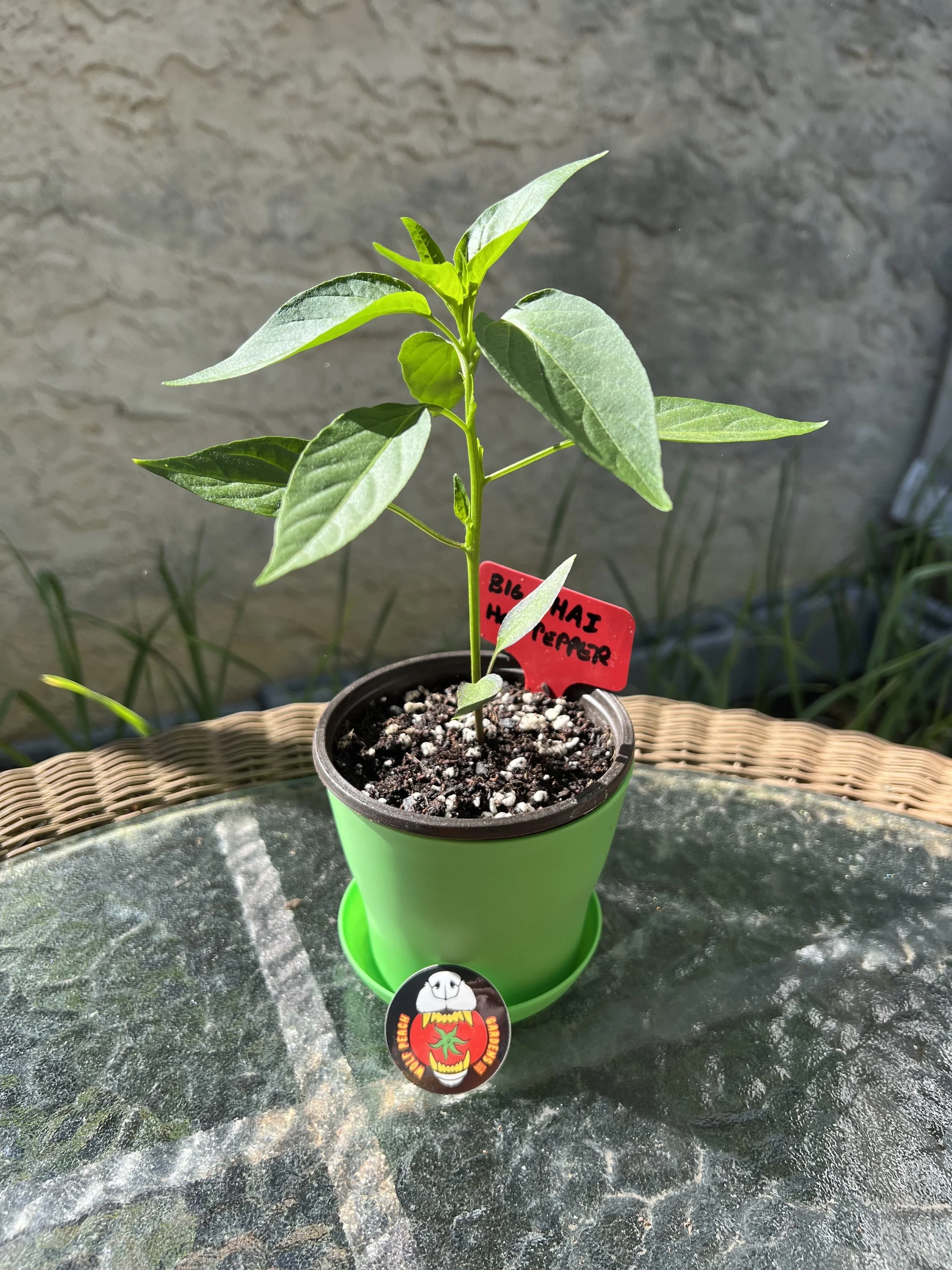Thai Hot Pepper Live Plant